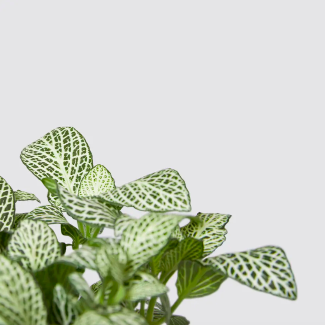 Фиттония Белая Форест Флейм (Fittonia White Forest Flame) D8,5см
