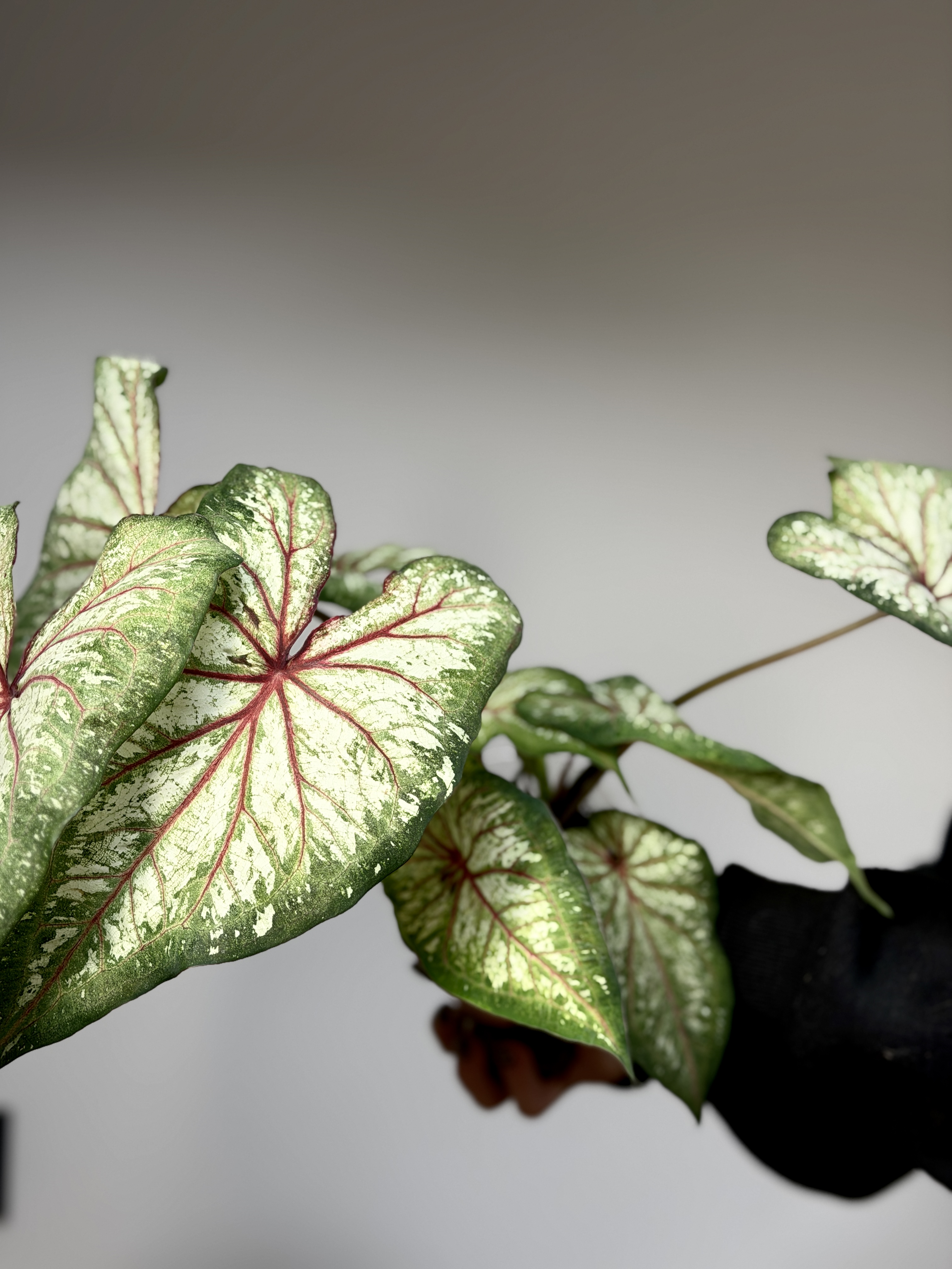 Каладиум Эксплоушн (Caladium Xplosion) D12см