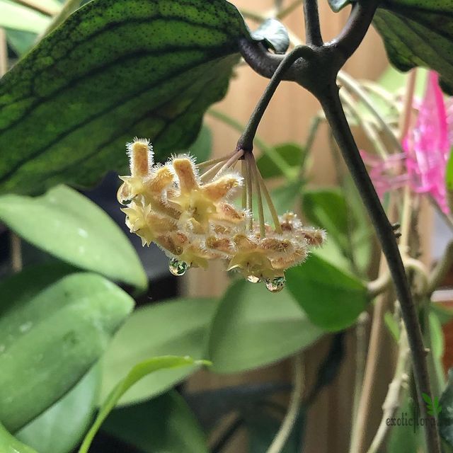 Хойя Эритрина (Hoya Erythrina) D12см