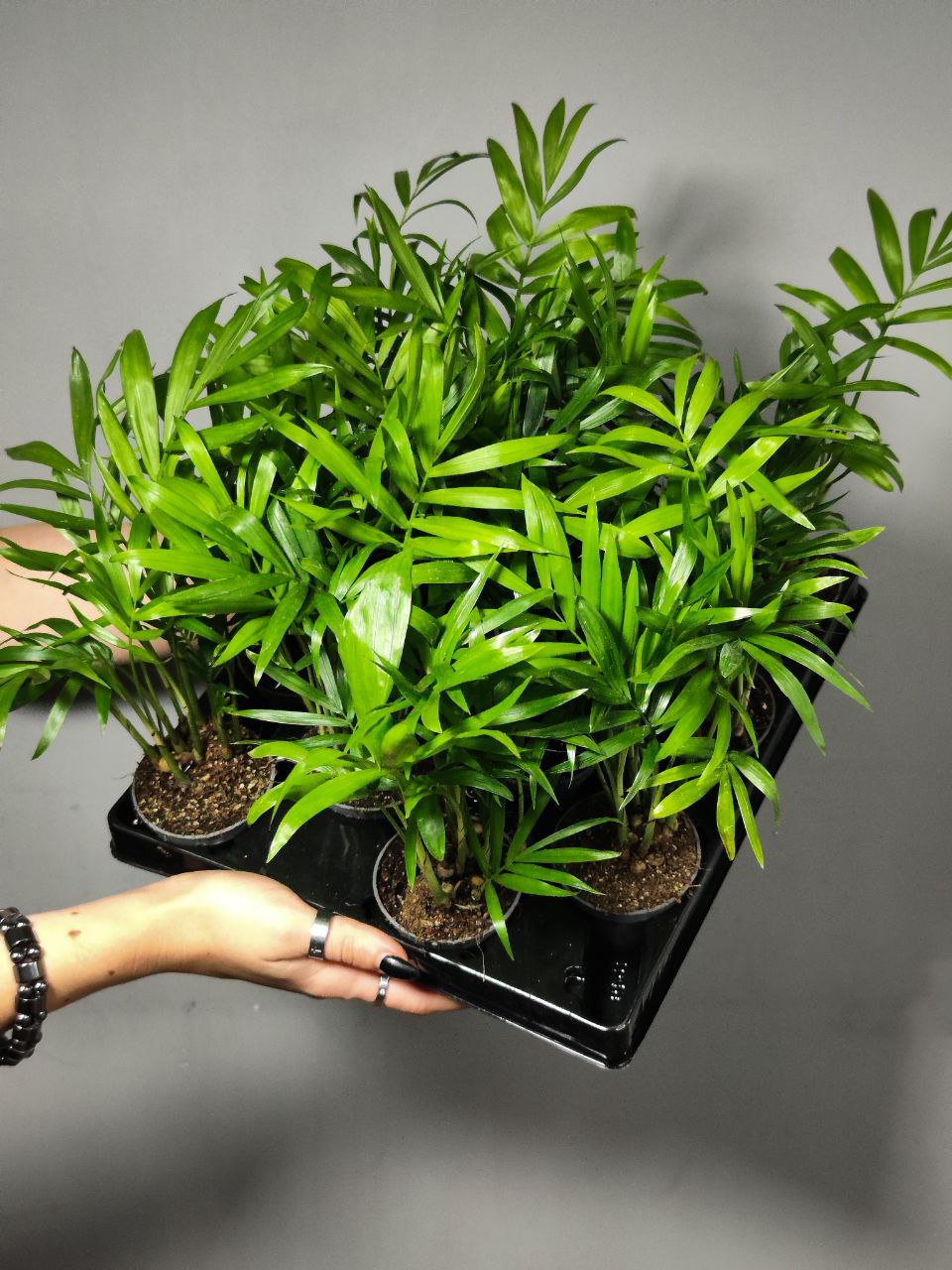 Хамедорея Изящная (Chamaedorea Elegans) D6см