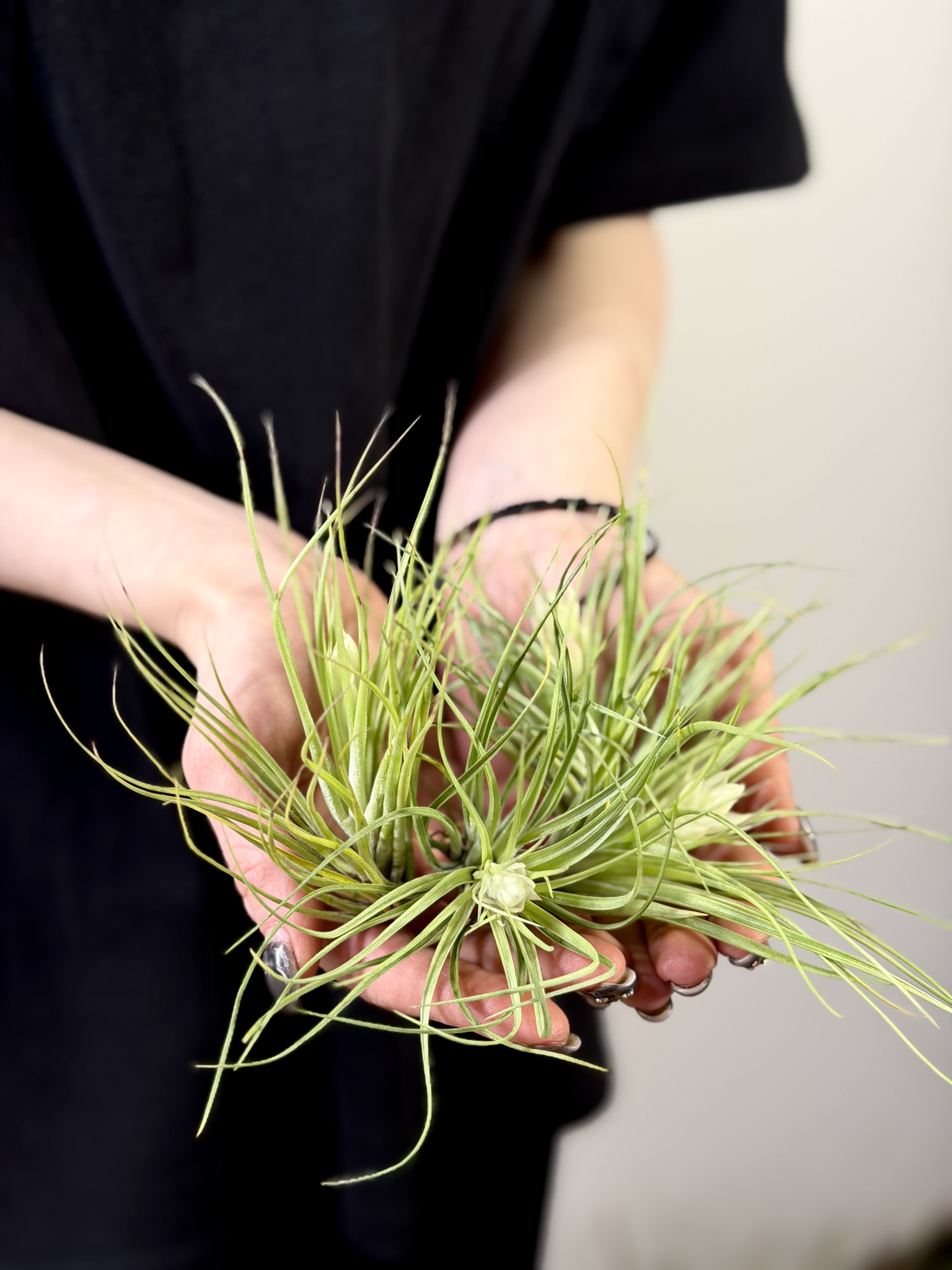 Тилландсия Стрикта Белоцветковая (Tillandsia Stricta White Flowered)