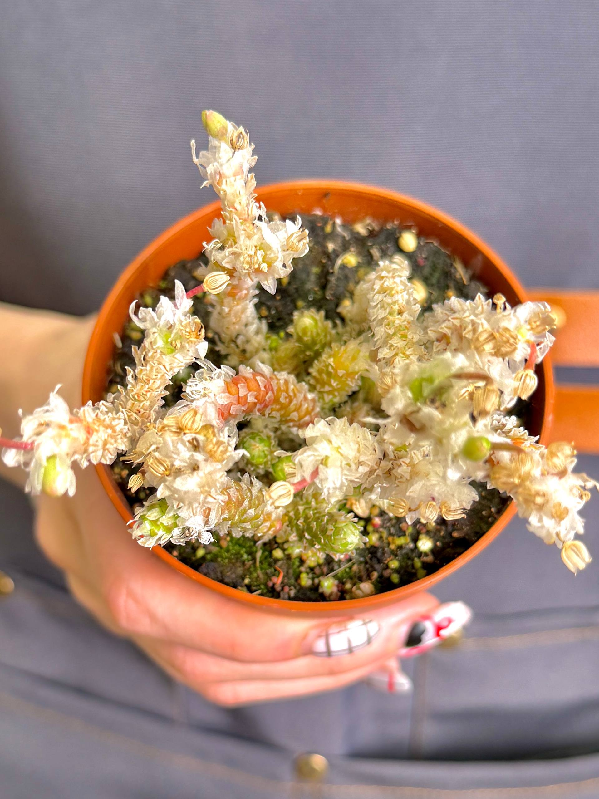Авония Рекурвата (Avonia Recurvata) D8,5см