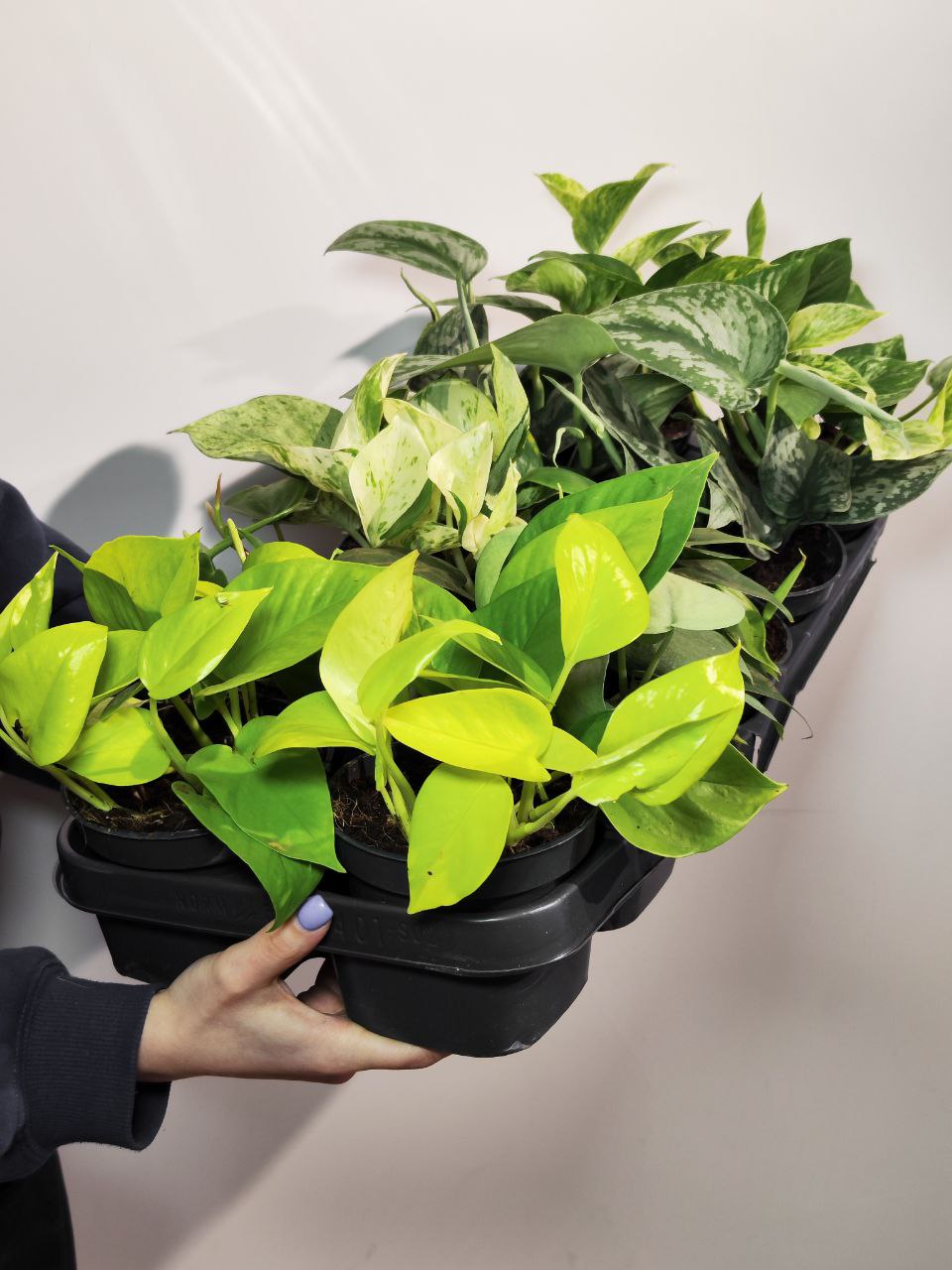 Эпипремнум Ауреум Золотистый (Epipremnum Pinnatum Aureum) D12см