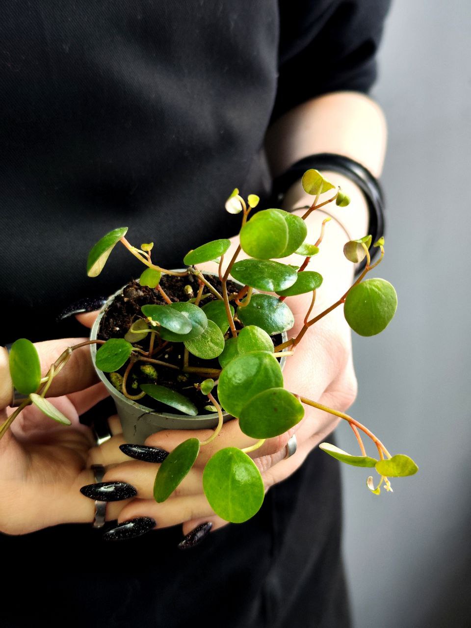 Пеперомия Пепперспот (Peperomia Pepperspot) D5см