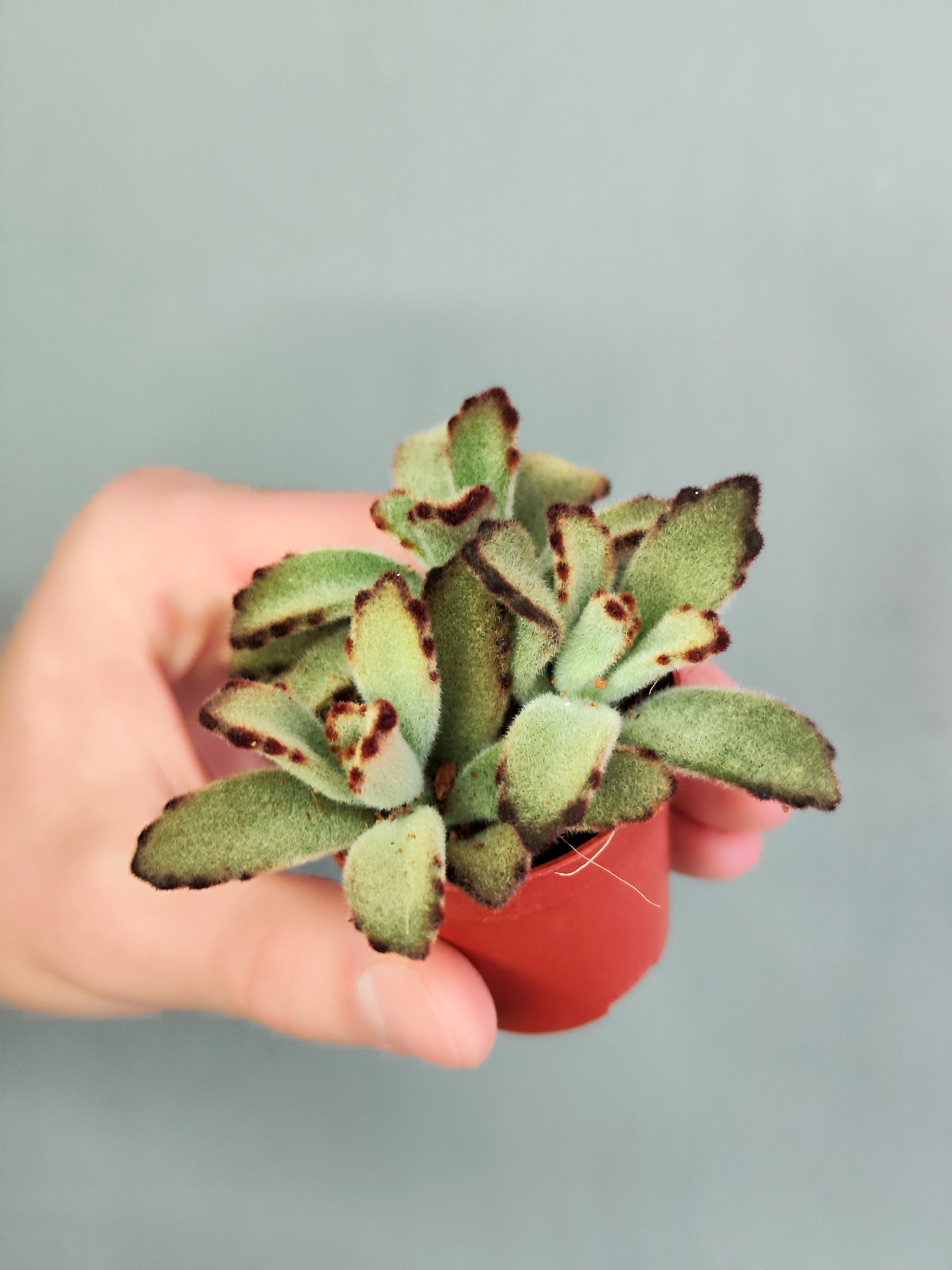 Каланхоэ Томентоза Негра (Kalanchoe Tomentosa Negra) D5см