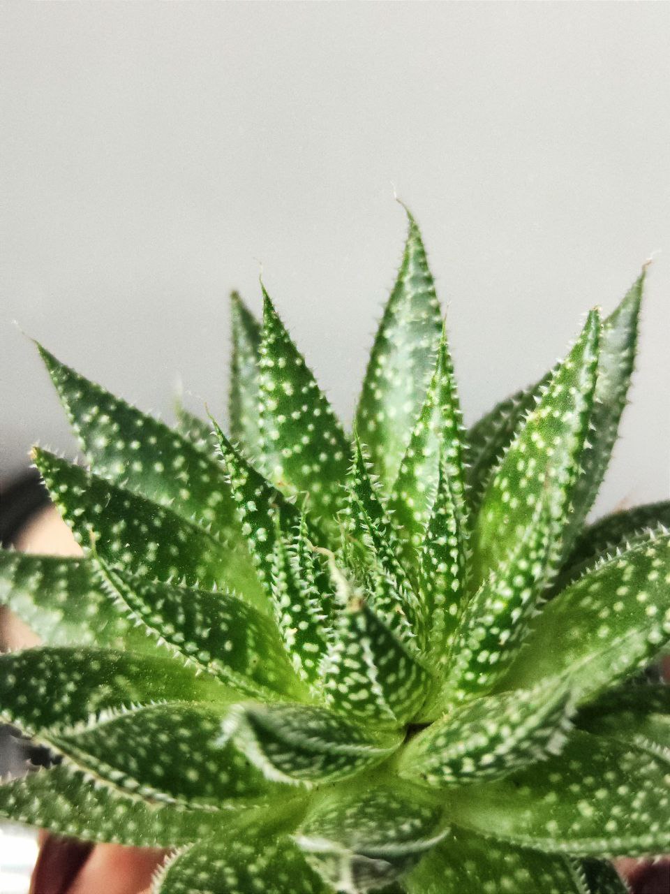 Алоэ Остистое (Aloe Aristata) D5см