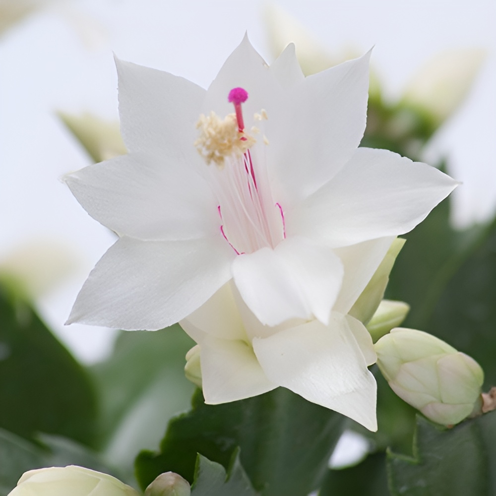 Декабрист Белый, или Шлюмбергера (Schlumbergera Tendenza White) D9см
