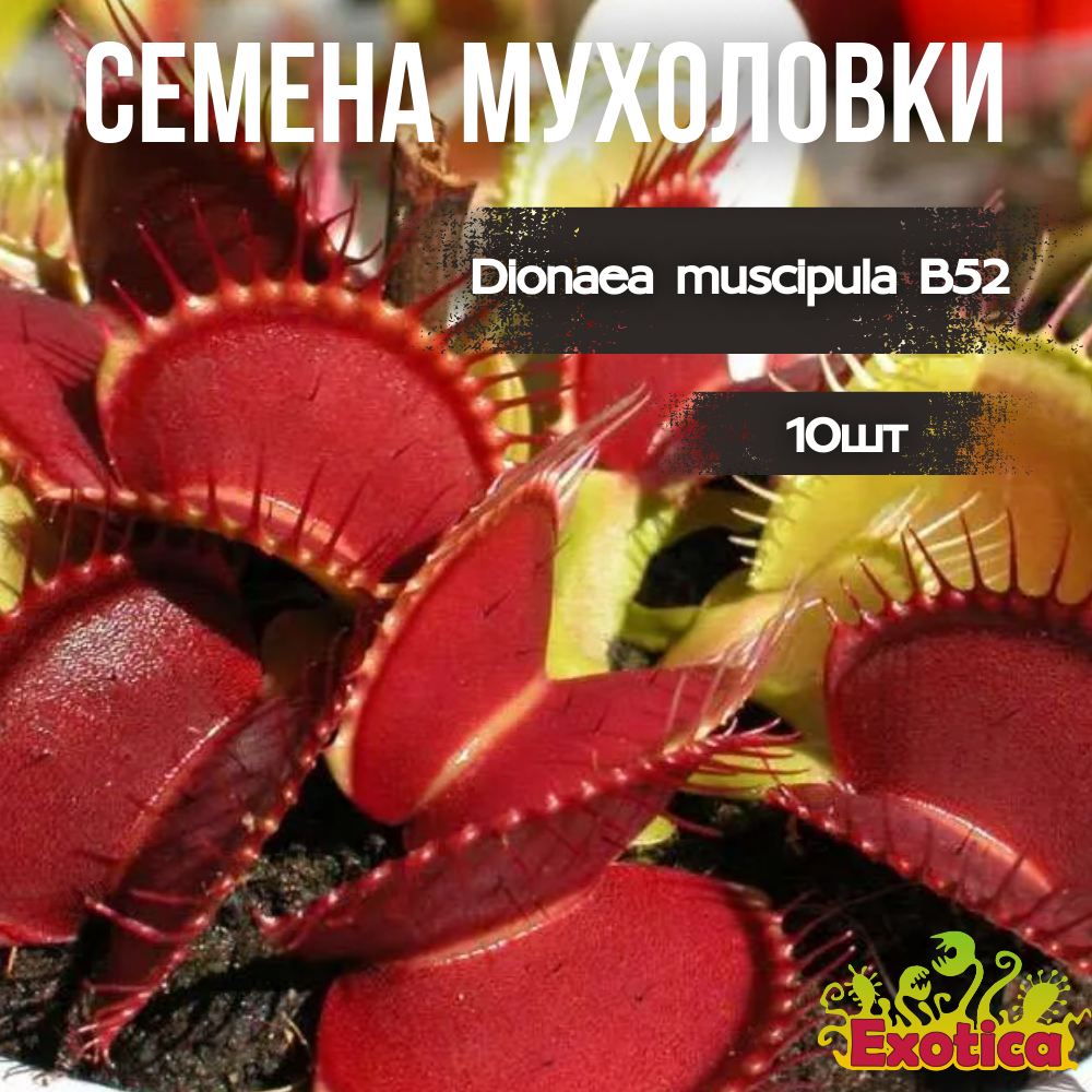 Семена Венериной Мухоловки B52 (Dionaea Muscipula B52), 10шт
