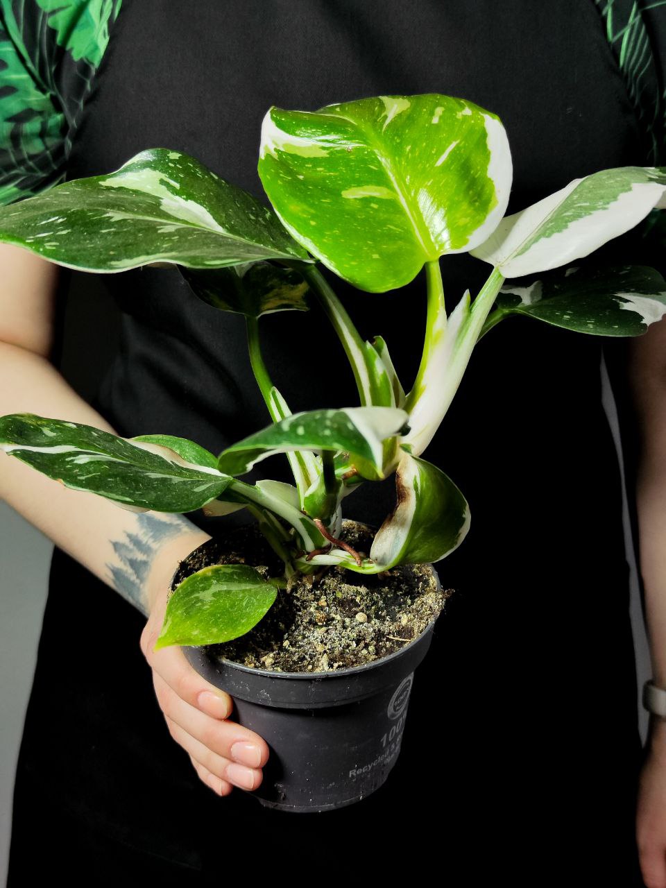 Филодендрон Вайт Принцесс (Philodendron White Princess) D12см