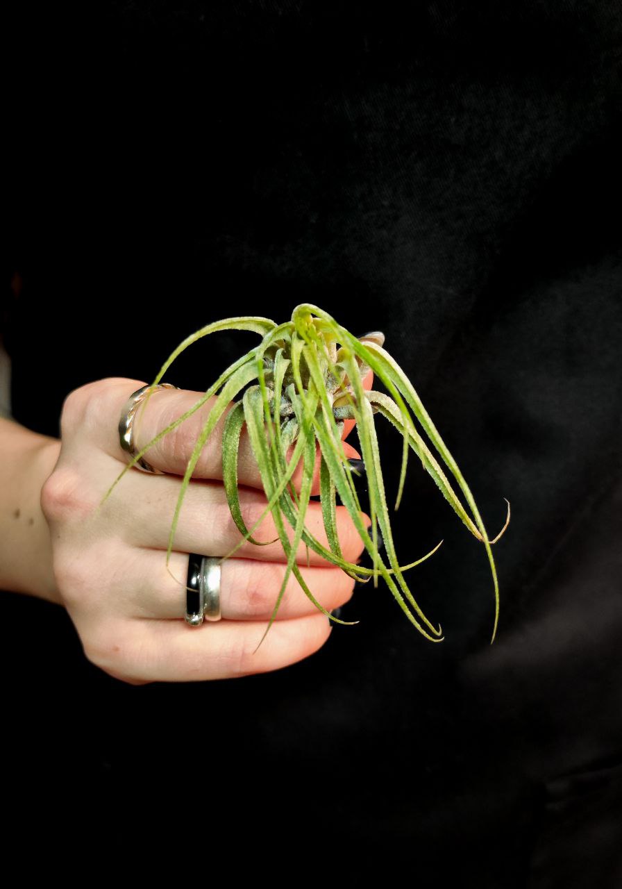 Тилландсия Ионанта Скапоза (Tillandsia Ionantha Scaposa)