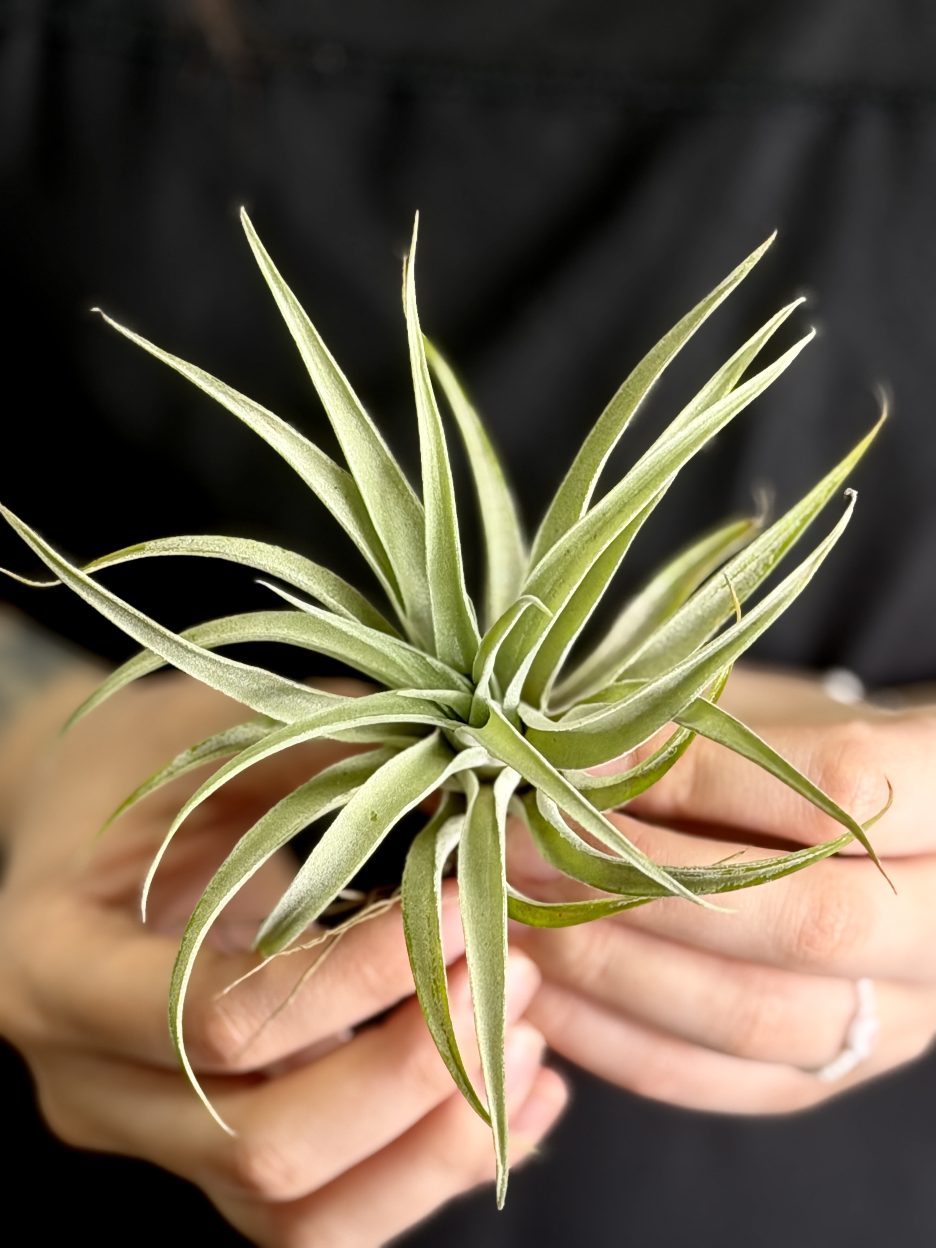 Тилландсия Капитата Пинч (Tillandsia Capitata Peach)