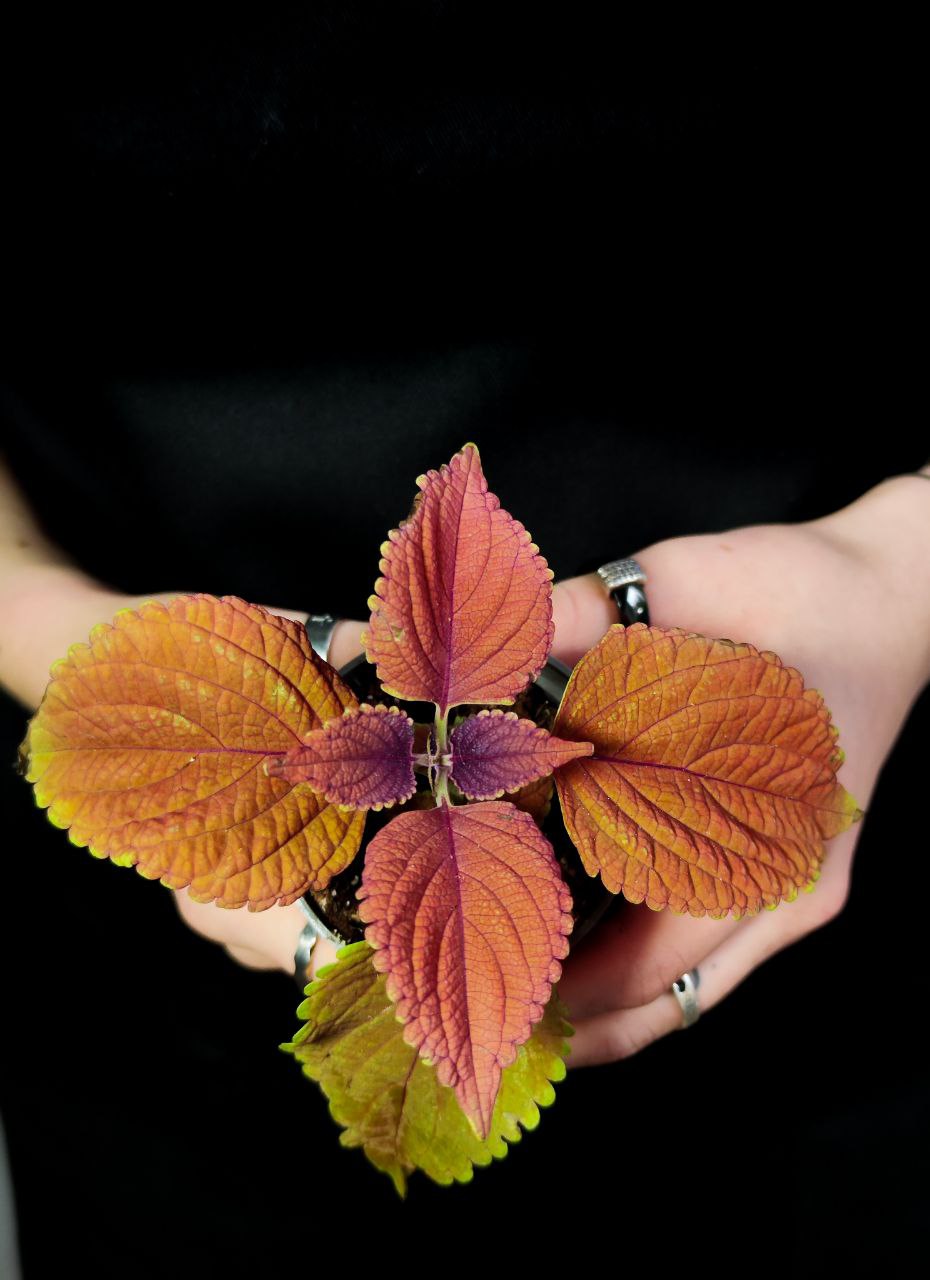 Колеус Визард Сансет (Coleus Wizard Sunset) D6см