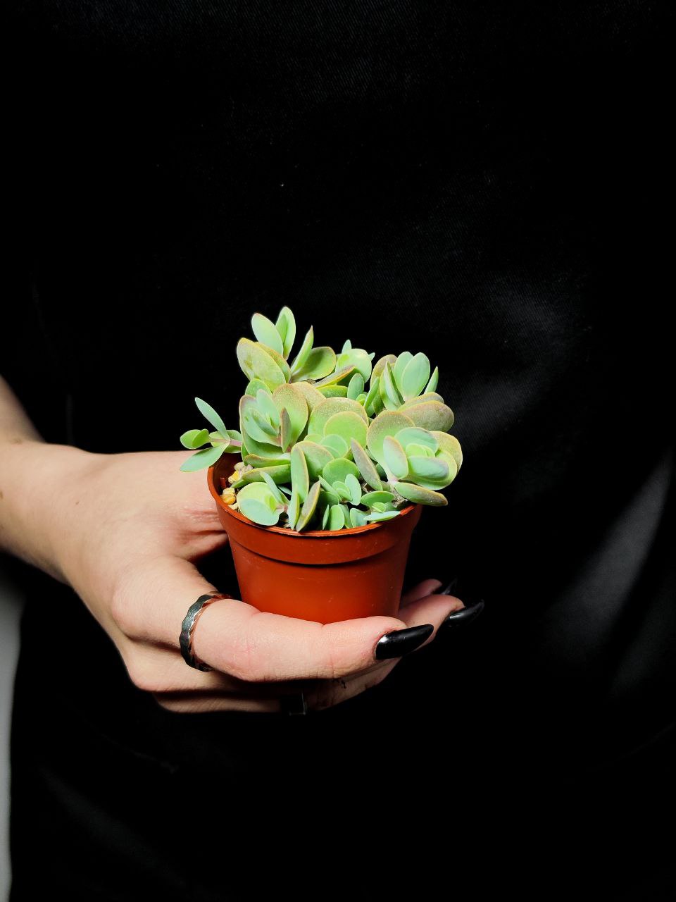 Каланхоэ Кенди Ротундифолия (Kalanchoe Сandy Rotundifolie) D5см