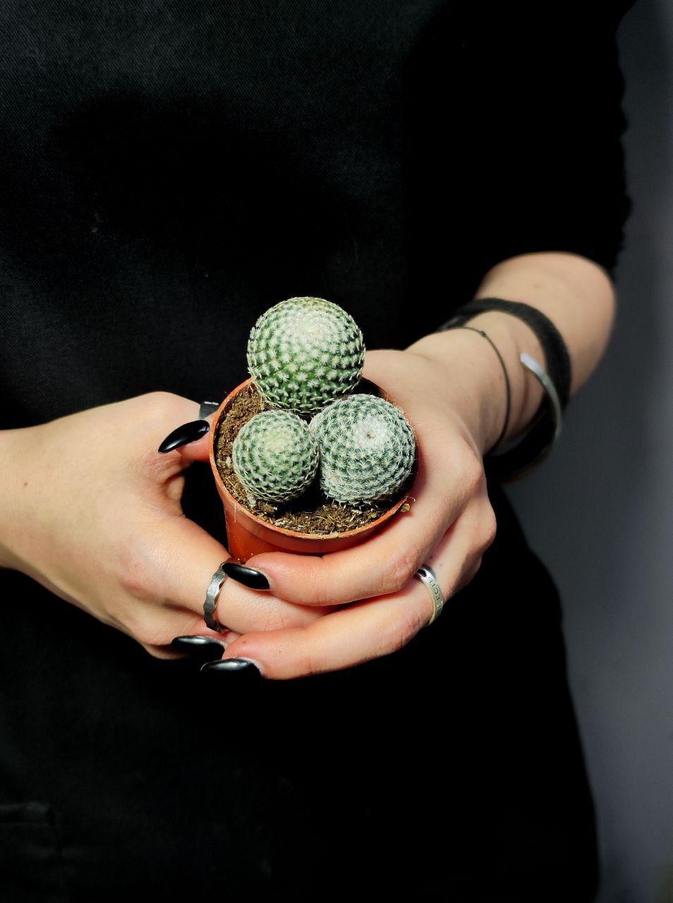 Маммиллярия Превосходная Груп (Mammillaria Perbella Group) D5см