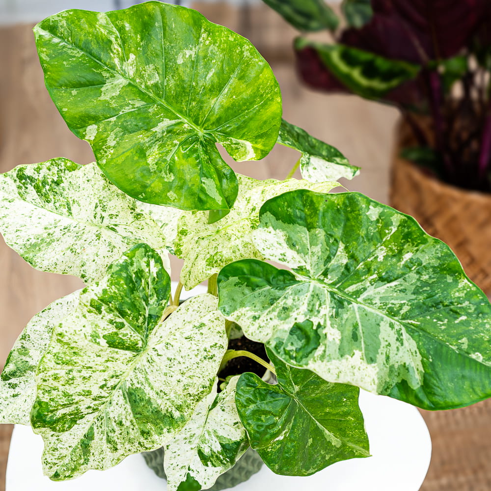 Алоказия Макрориза Камуфляж (Alocasia Macrorrhizos Camouflage) D6см