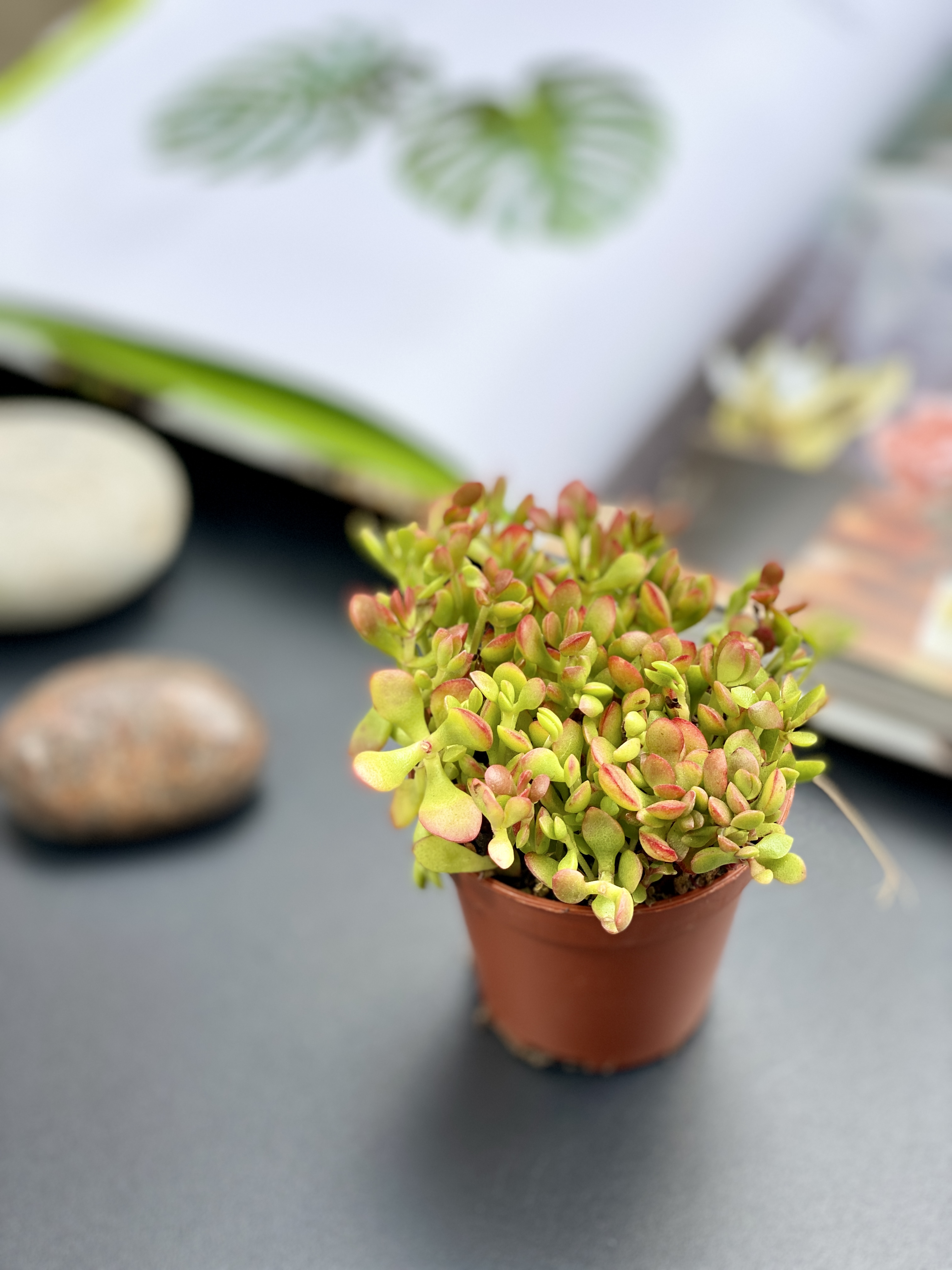 Крассула Радиканс (Crassula Radicans) D5см