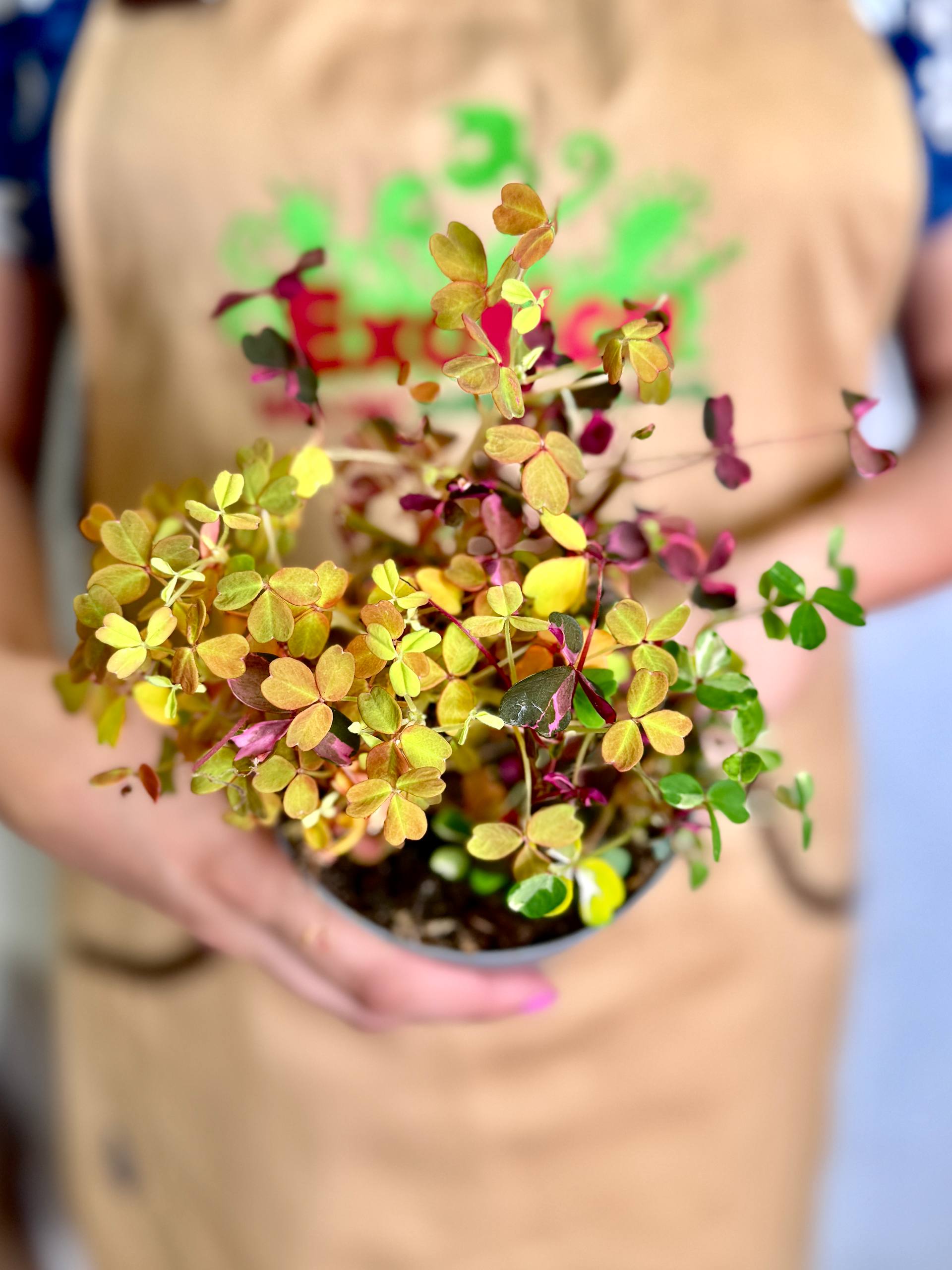 Оксалис Голд, Кислица (Oxalis Gold) D10см