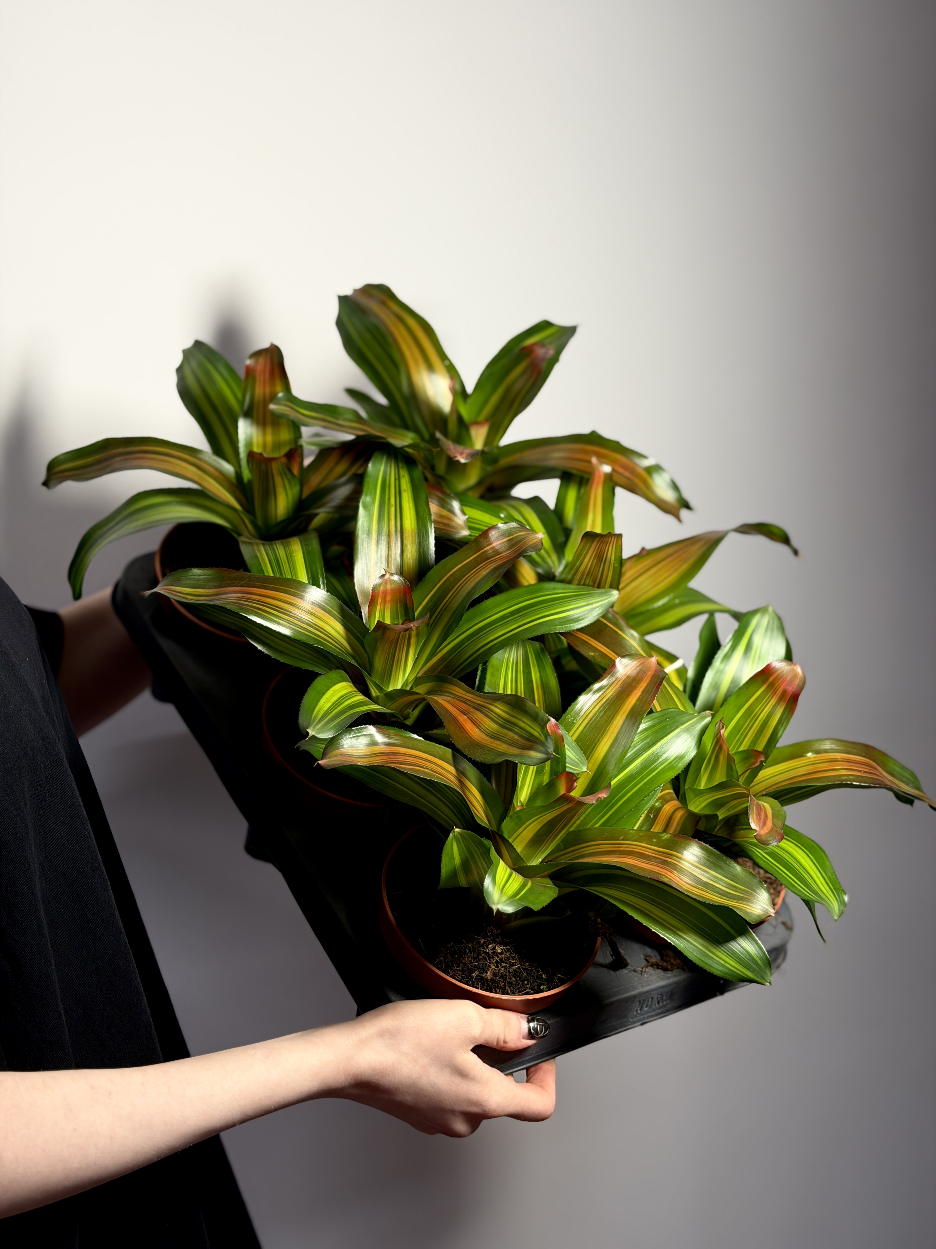 Неорегелия Фредди (Neoregelia Freddie) D12см