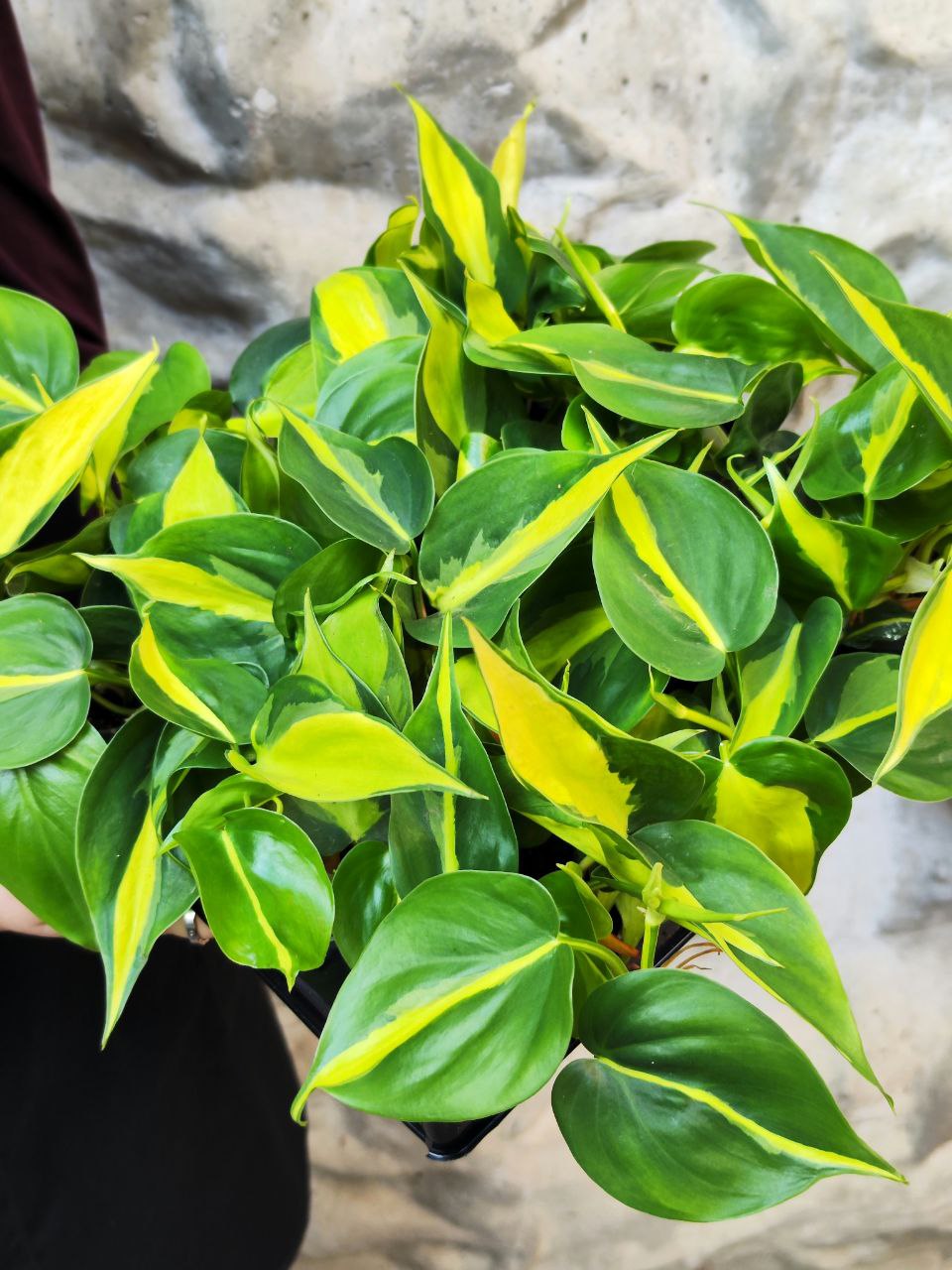 Филодендрон Сканденс Бразил (Philodendron Scandens Brazil) D6см