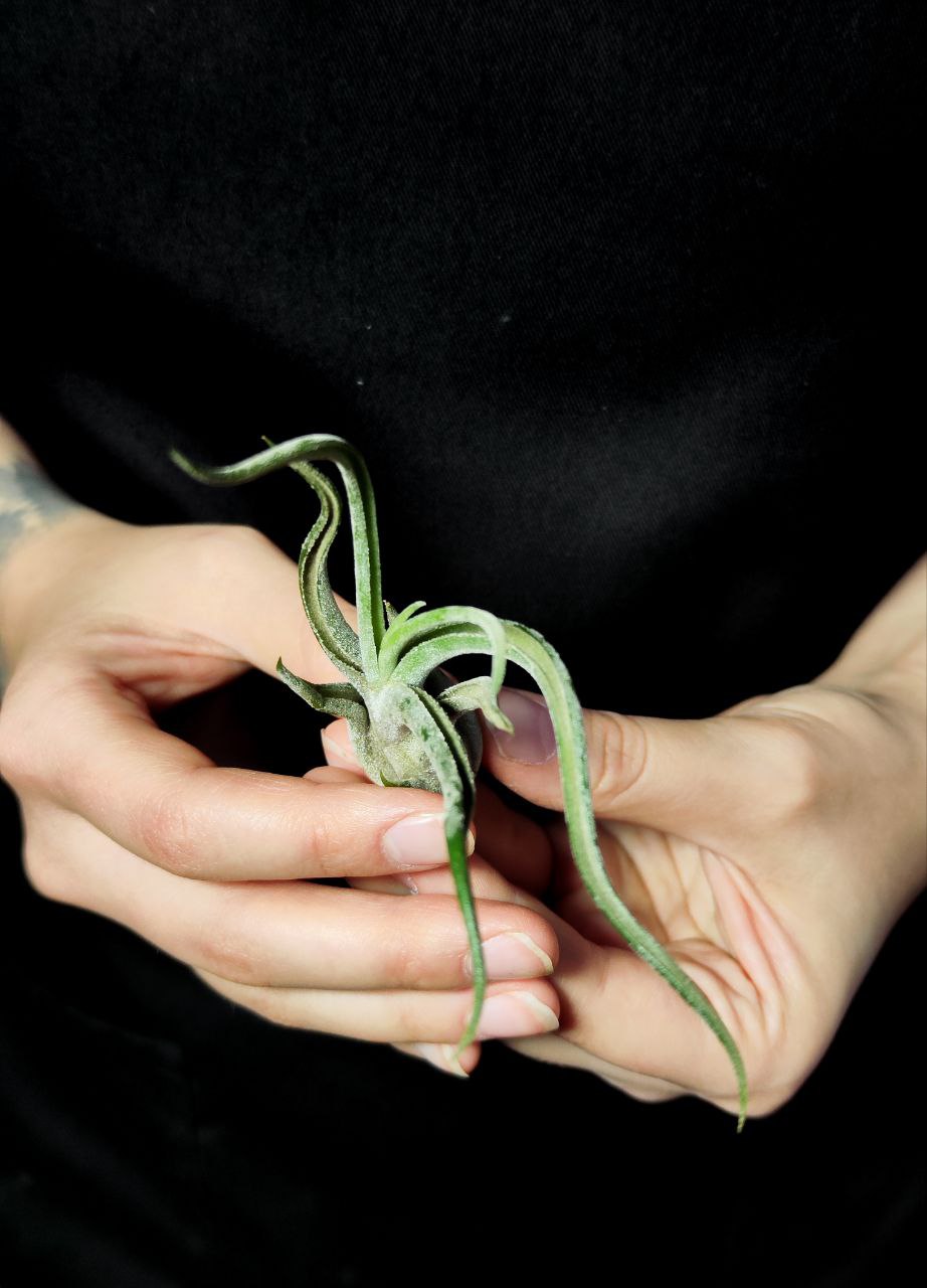 Тилландсия Голова Медузы Мини (Tillandsia Caput Medusae Mini)