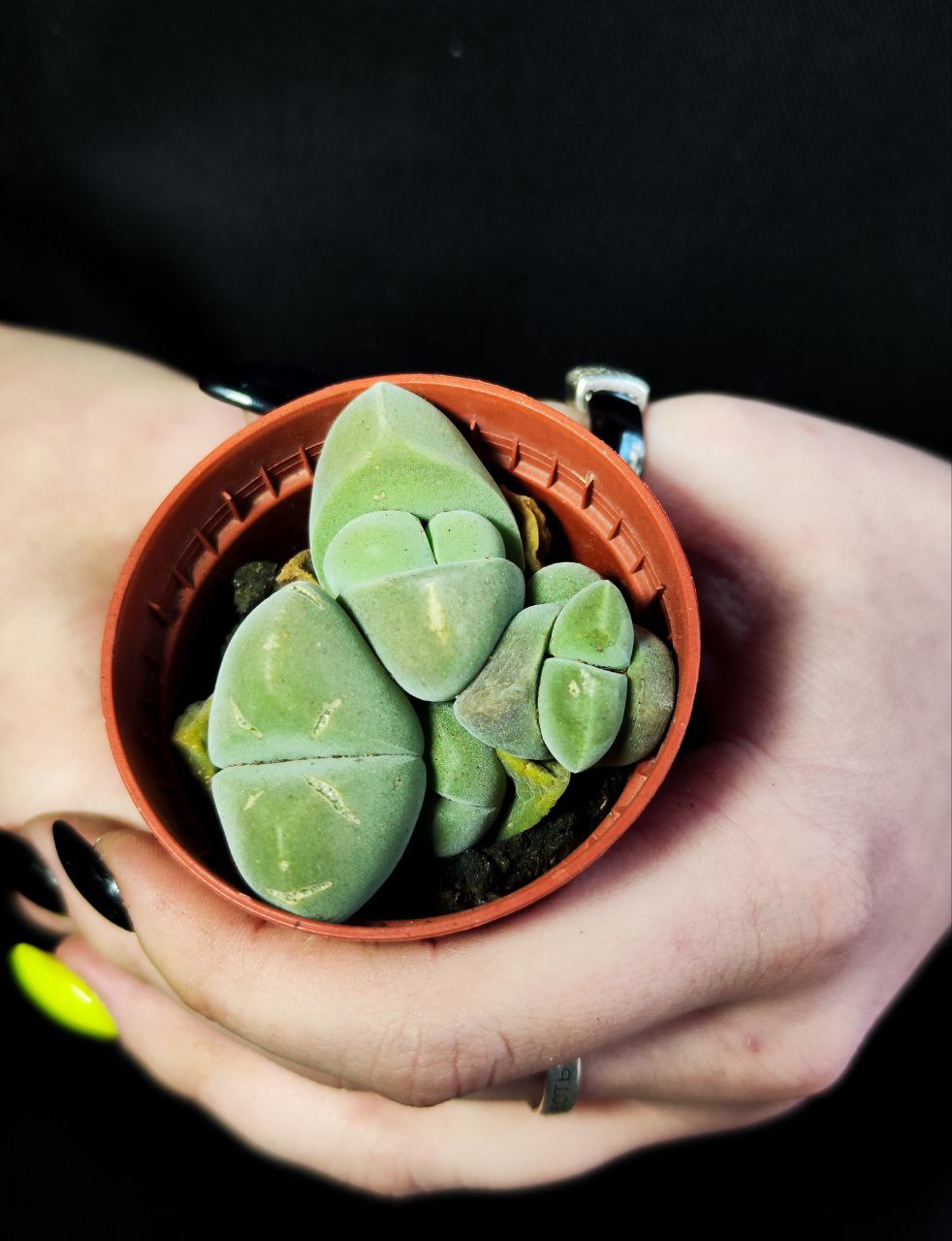 Плейоспилос Мэджик (Pleiospilos Nelii Magic) D5см