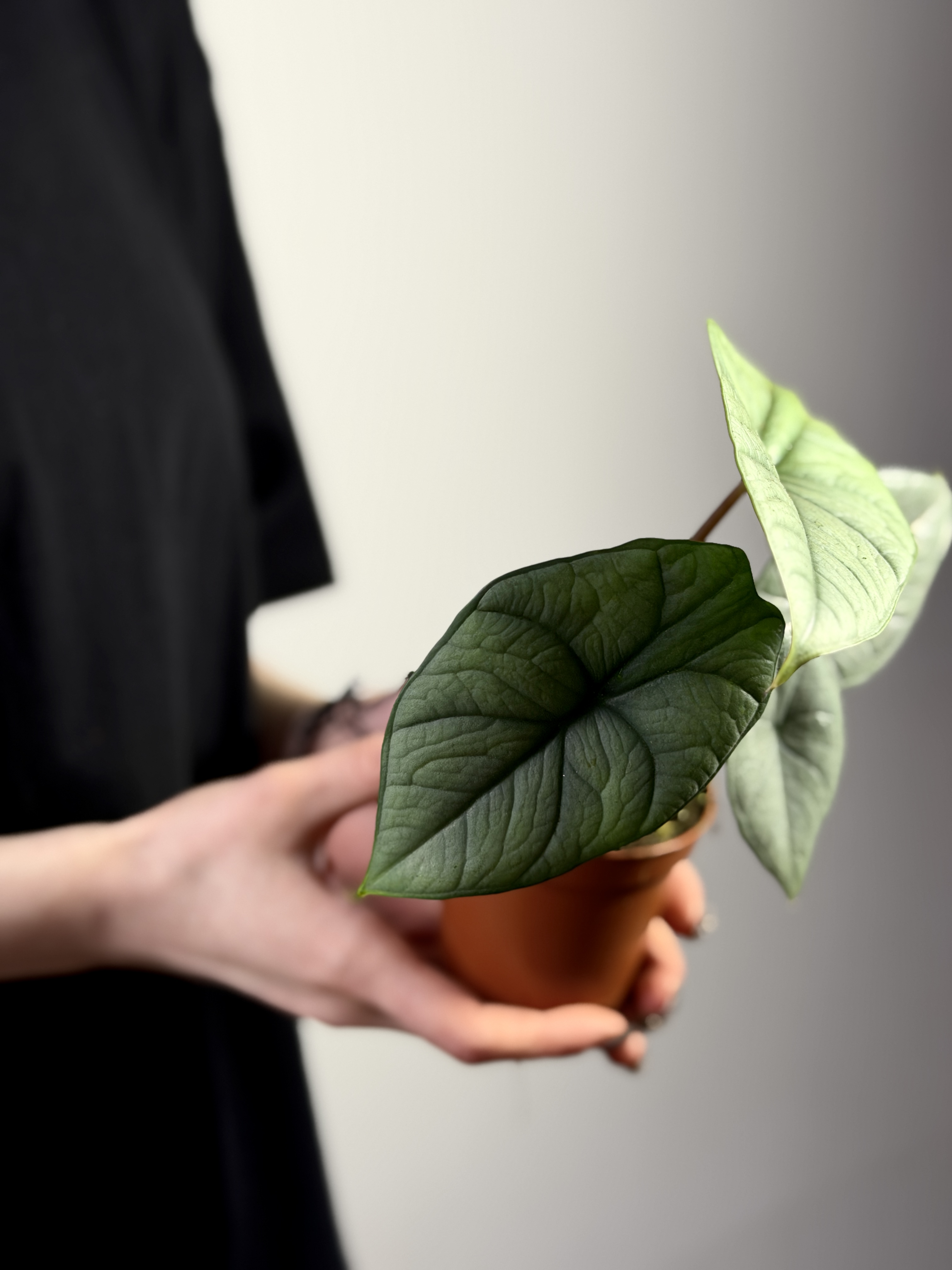 Алоказия Платинум (Alocasia Bisma Platinum) 8см