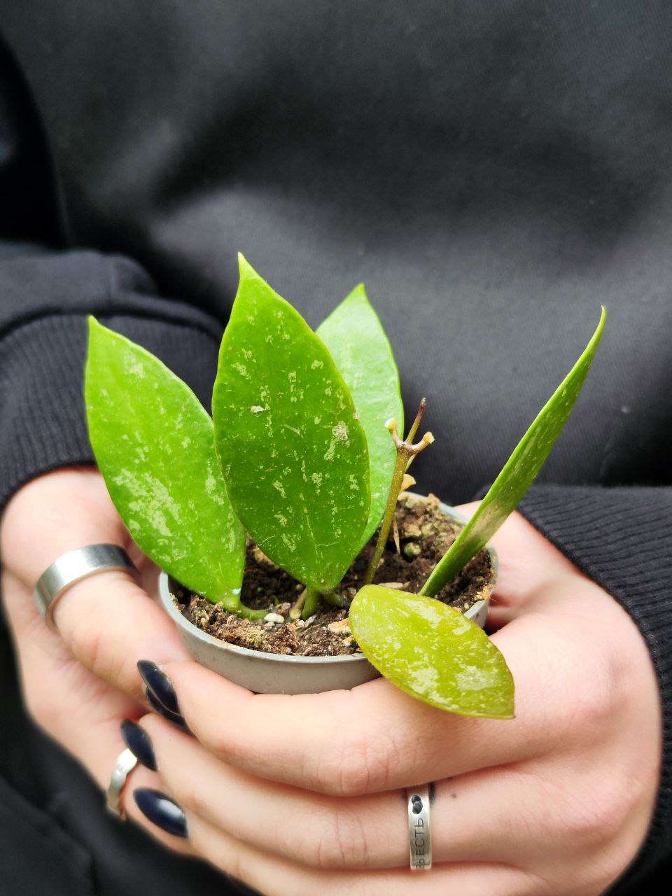 Хойя Грацилис (Hoya Gracilis) D6см
