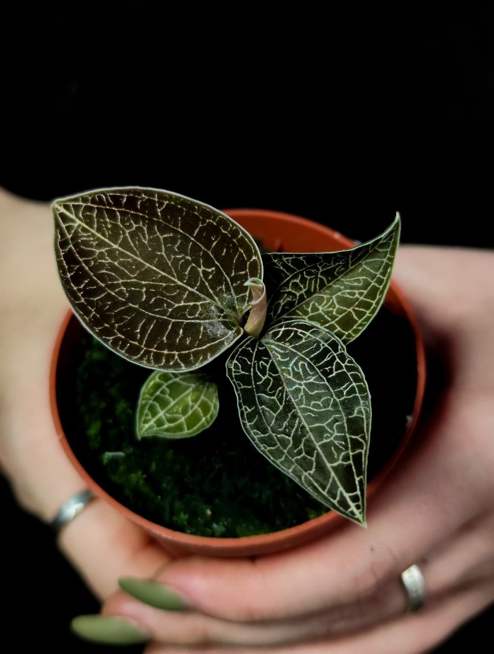 Орхидея Драгоценная Карма Оникс (Jewel Orchid Karma Onyx) D7см
