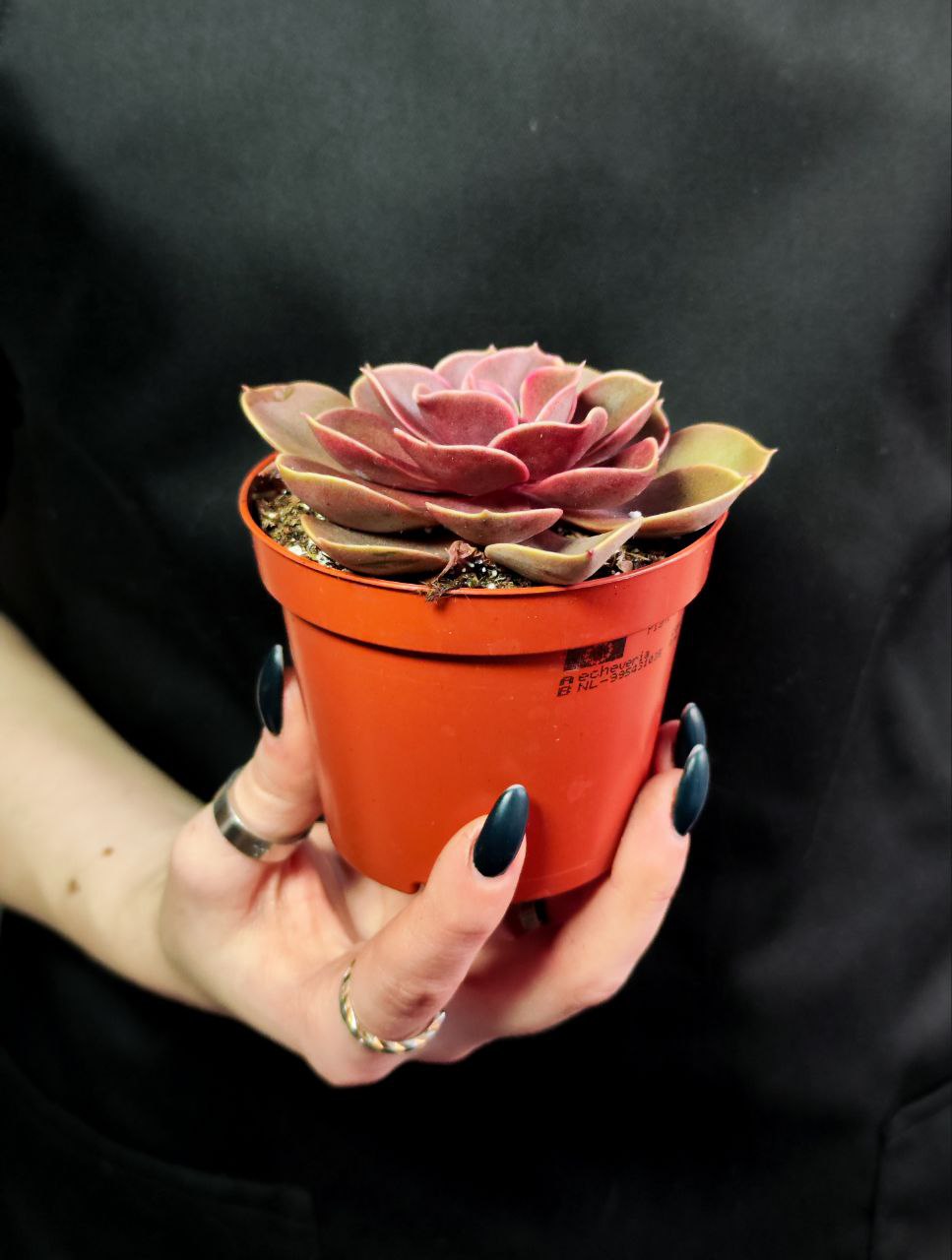 Эхеверия Ред Руби (Echeveria Red Ruby) D8см