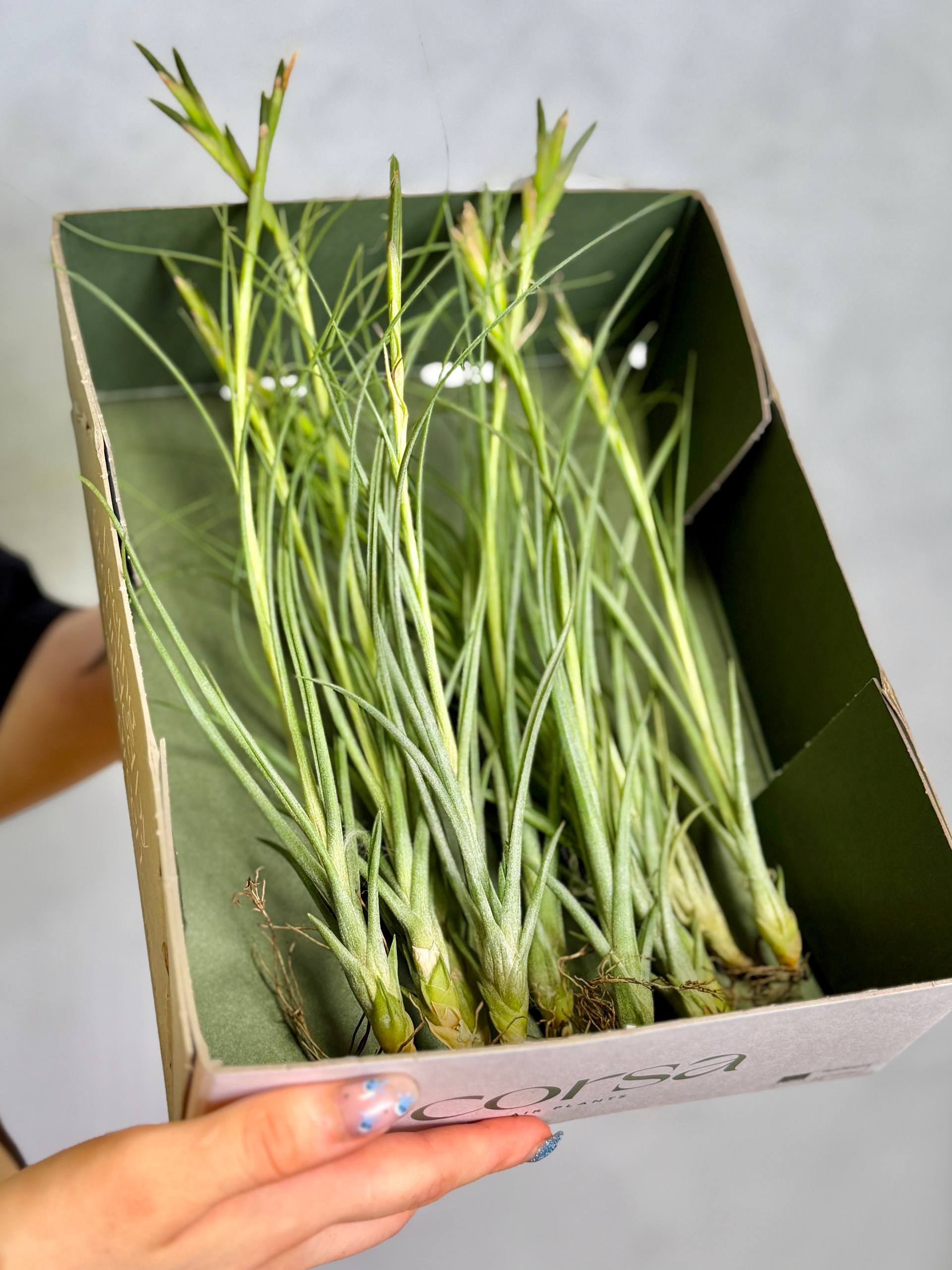 Тилландсия Шидеана (Tillandsia Schiedeana)