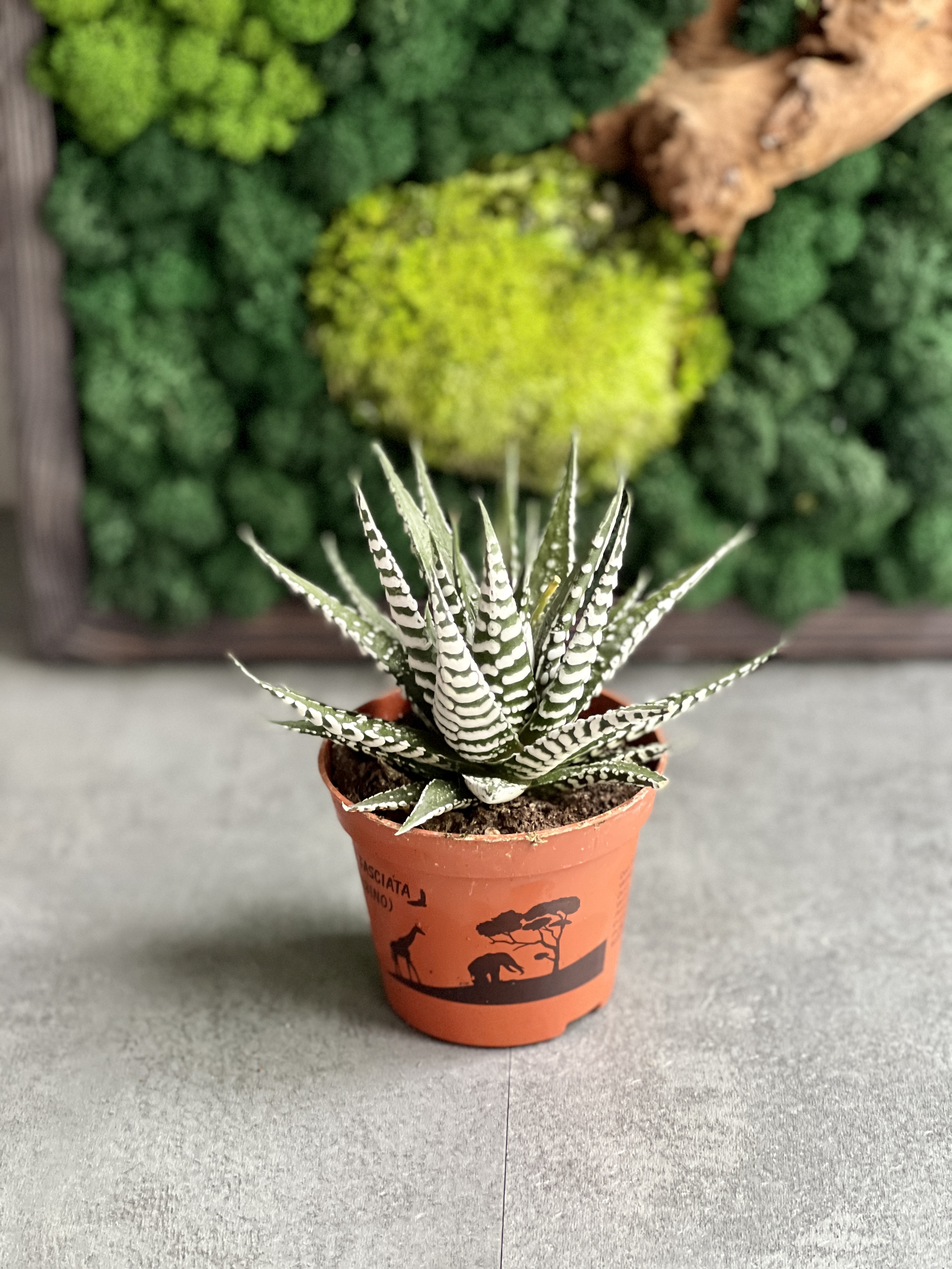Хавортия Фасциата Альба (Haworthia Fasciata Alba) D8см