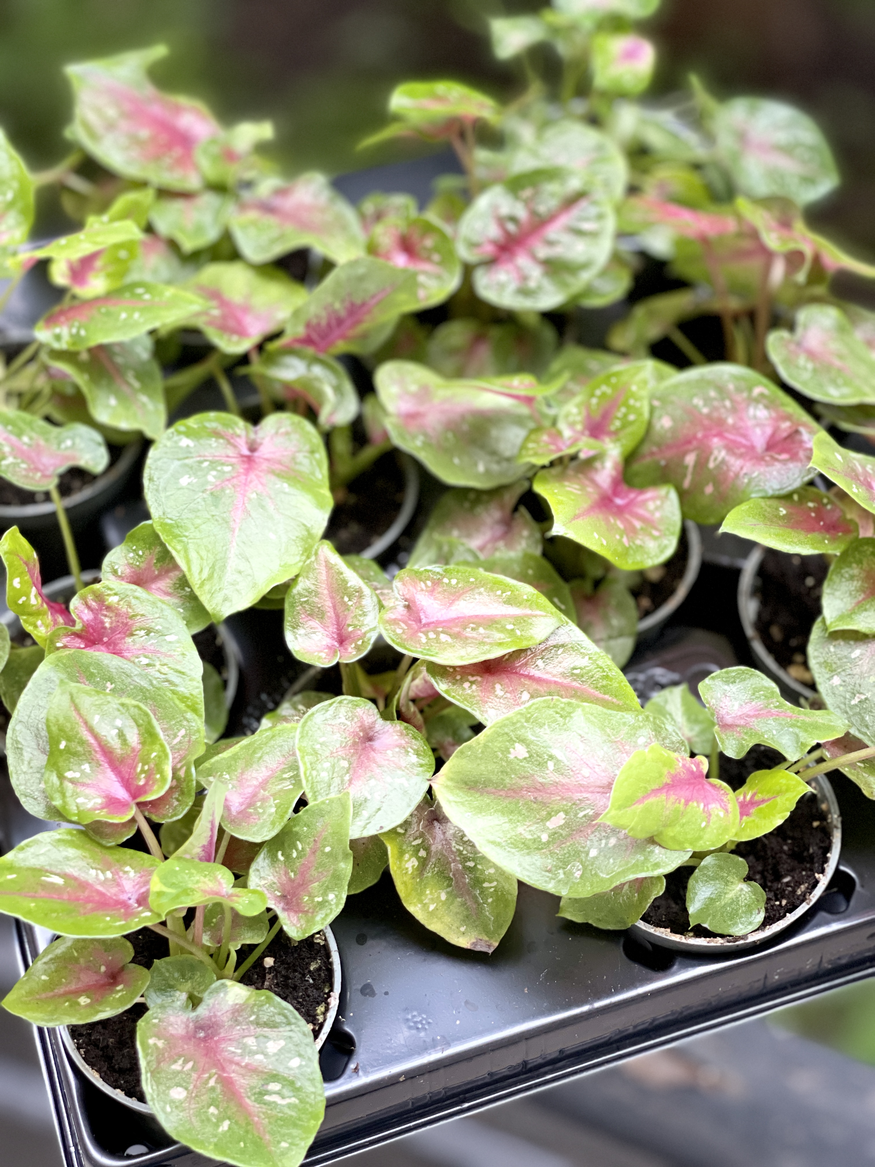Каладиум Кейси (Caladium Casey) D6см