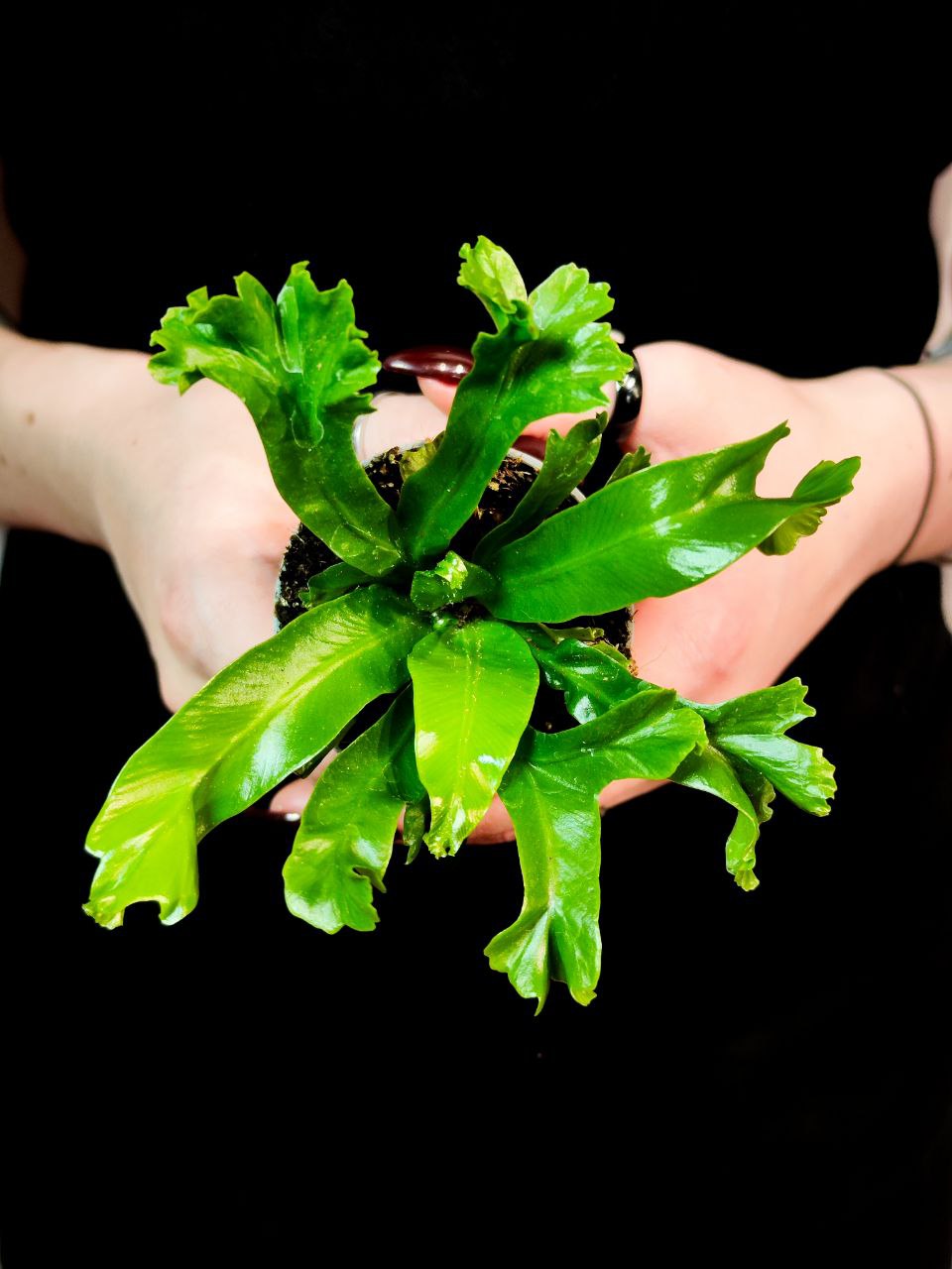 Асплениум Лесли (Asplenium Antiquum Leslie) D6см