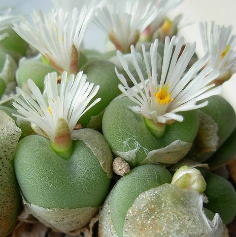 Конофитум вогнутый (Conophytum concavum) D5см