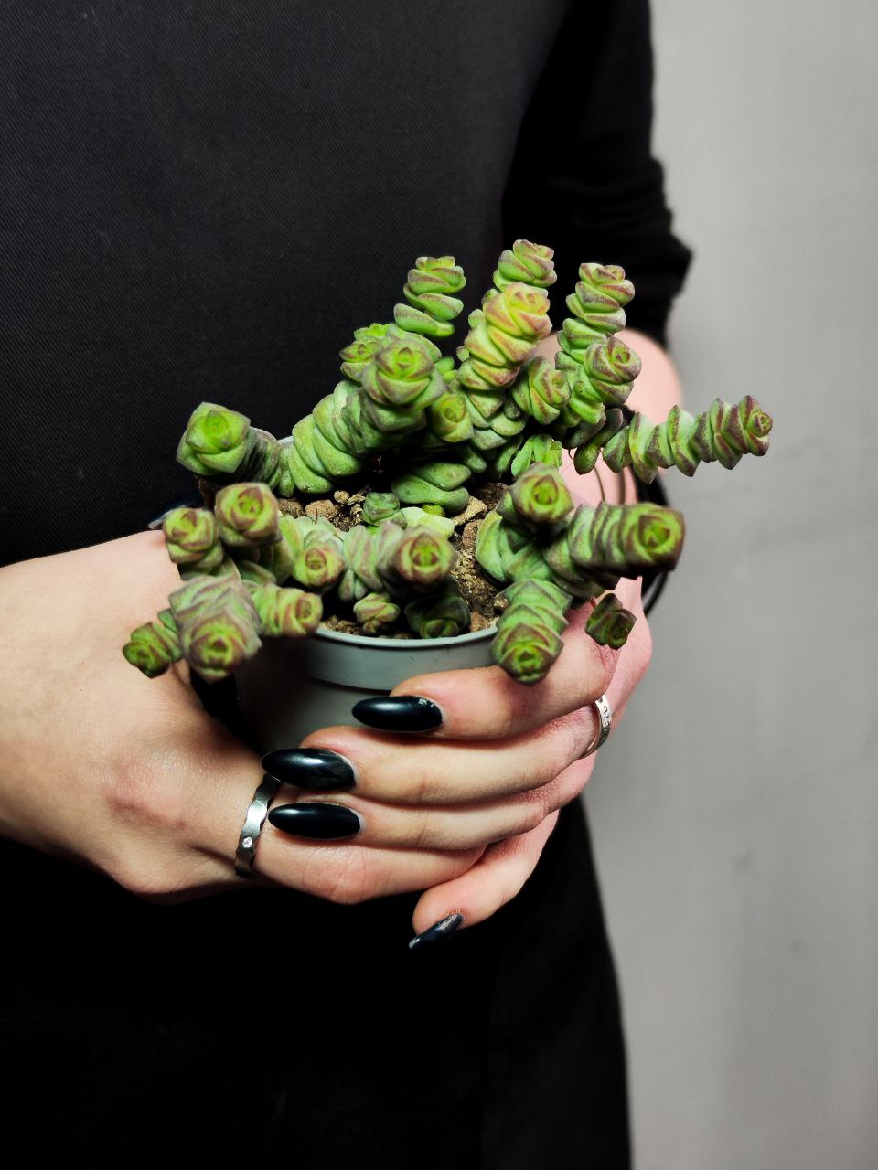 Крассула Марнье (Crassula Marnieriana) D6,5см