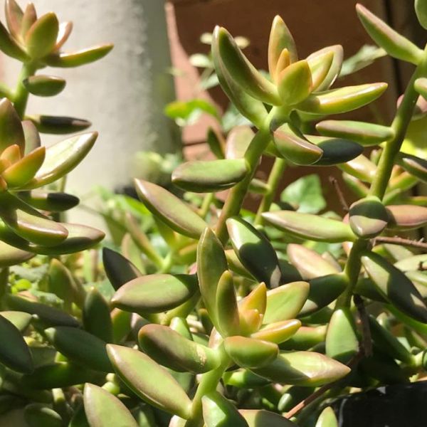 Седум Адольфа Груп (Sedum Adolphii Group) D5см