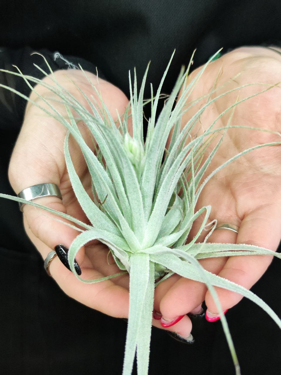 Тилландсия Гарденера (Tillandsia Gardneri)
