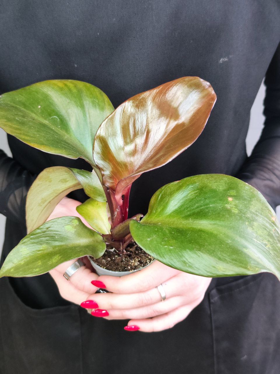 Филодендрон Империал Ред (Philodendron Imperial Red) D6см