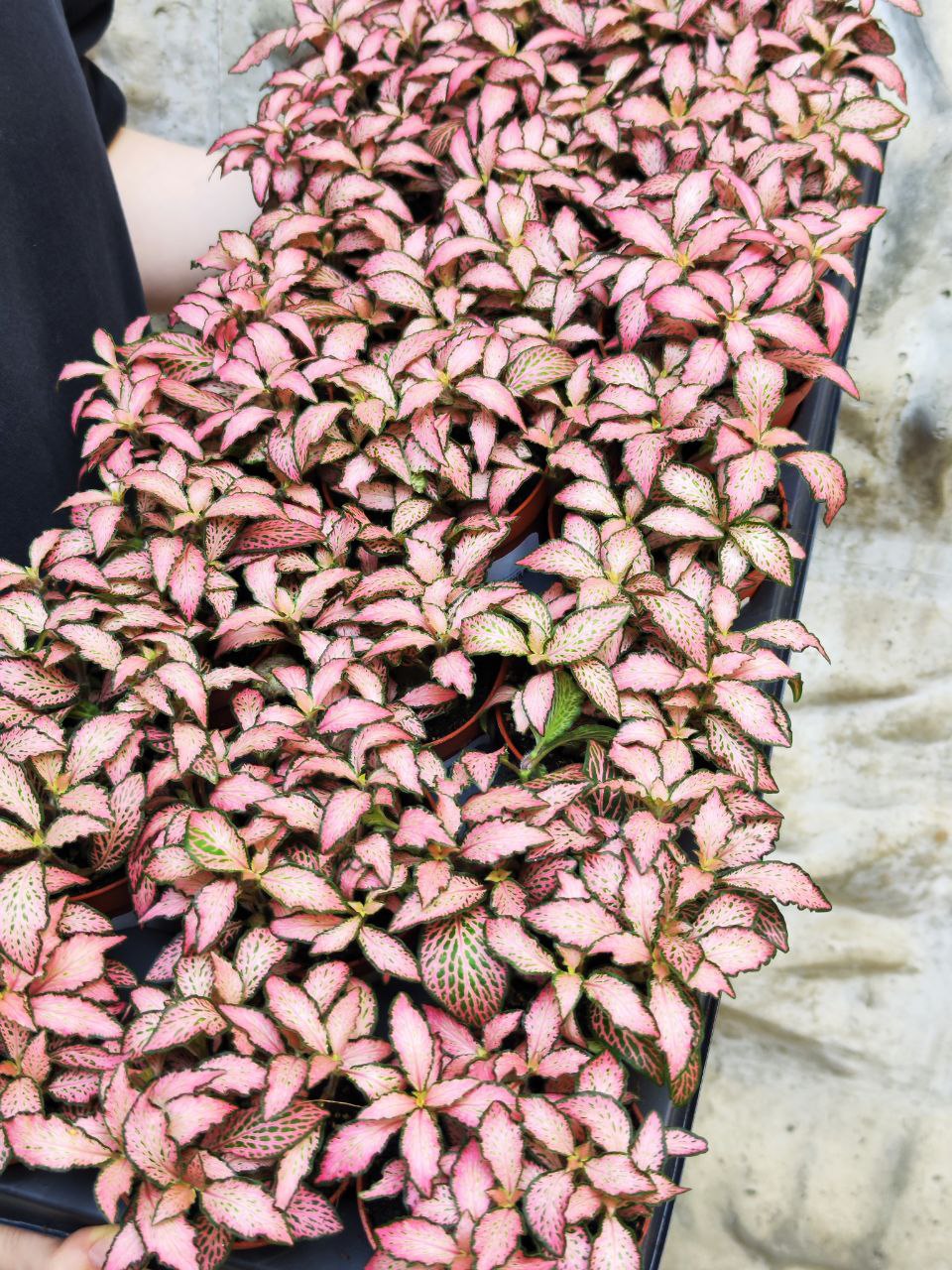 Фиттония Розовая Форест Флейм (Fittonia Pink Forest Flame) D8,5см