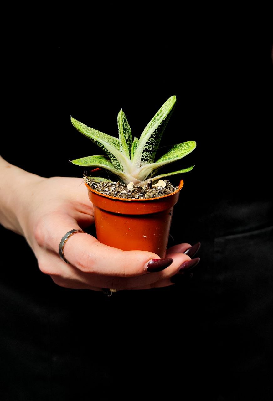 Гастерия Смоки (Gasteria Smokey) D5см