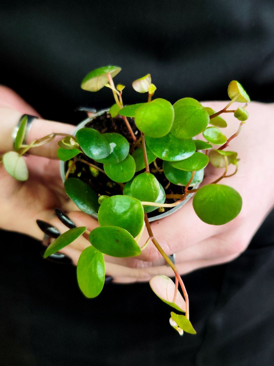 Пеперомия Пепперспот (Peperomia Pepperspot) D5см