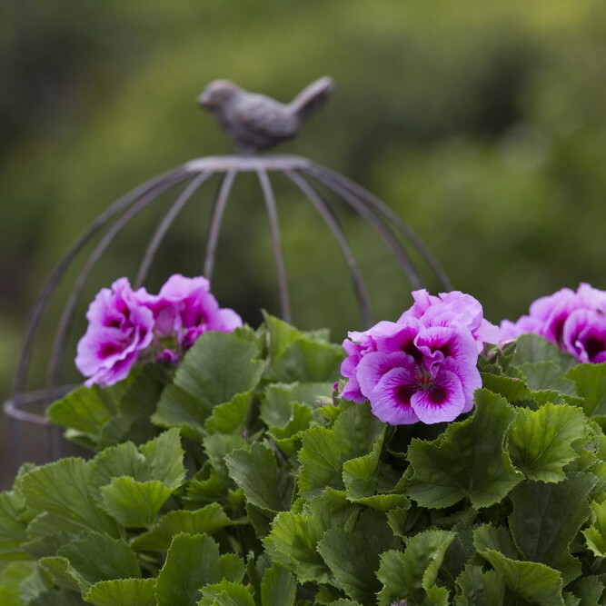 Герань, или Пеларгония Крупноцветковая (Pelargonium Grandiflorum) D12см
