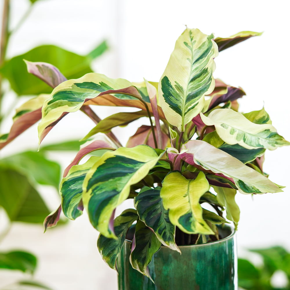 Калатея Йеллоу Фьюжин (Calathea Yellow Fusion) D6см