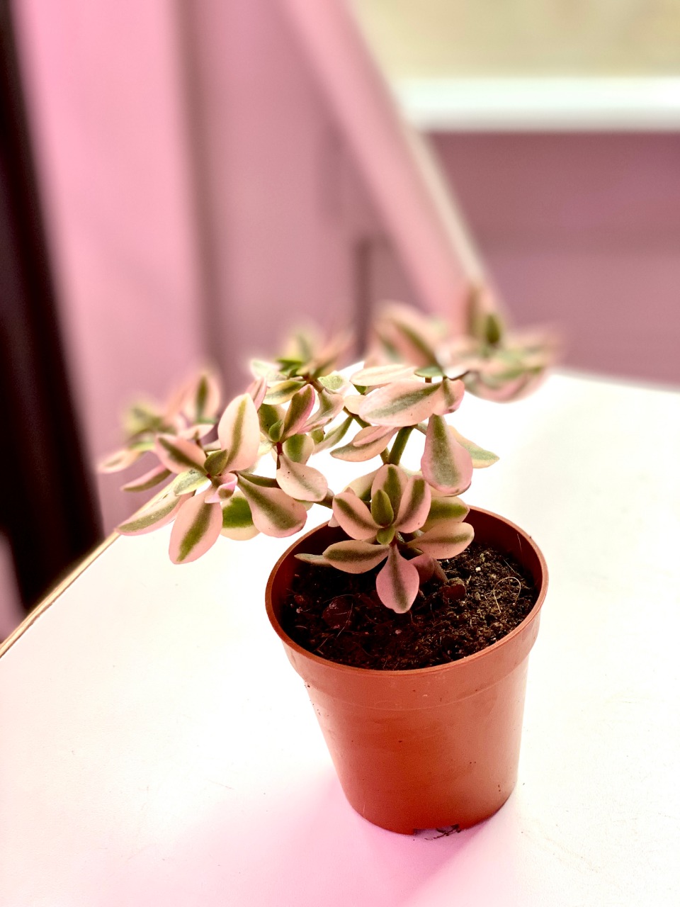 Крассула Капителла Розеа (Crassula Capitella Rosea) D5см