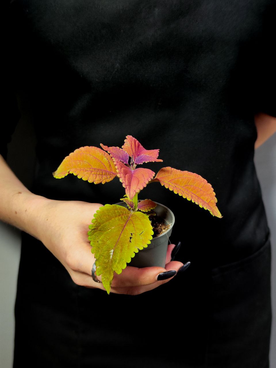 Колеус Визард Сансет (Coleus Wizard Sunset) D6см