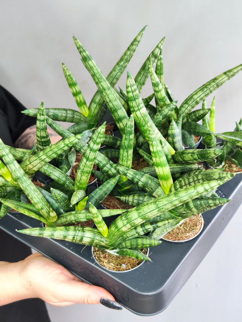 Сансевиерия Цилиндрика Бонцелленсис (Sansevieria Boncellensis) D6см