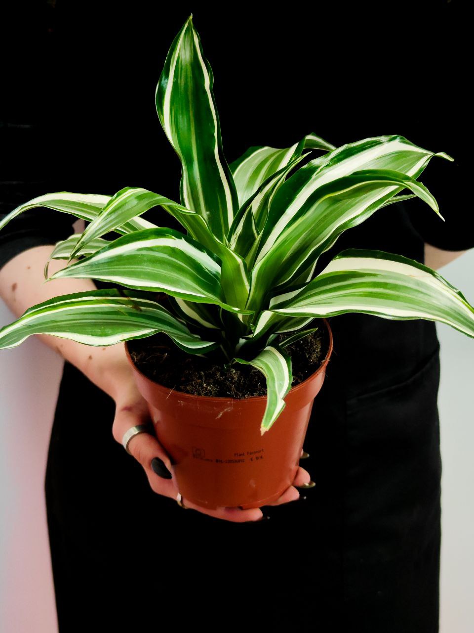 Драцена Вайт Джевел (Dracaena Dragontree White Jewel) D12см