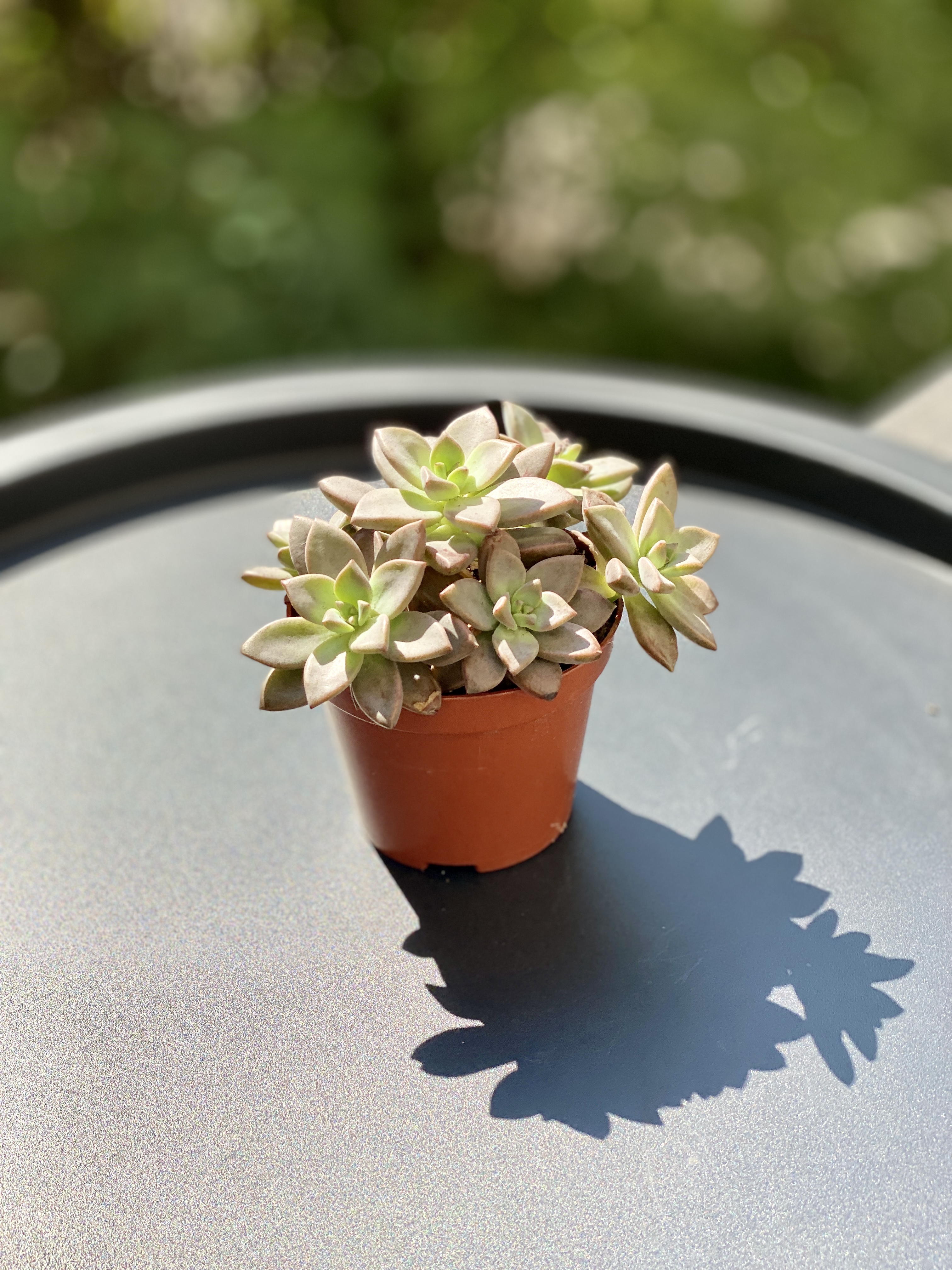 Седум Бордхат (Sedum Bordhat) D8см