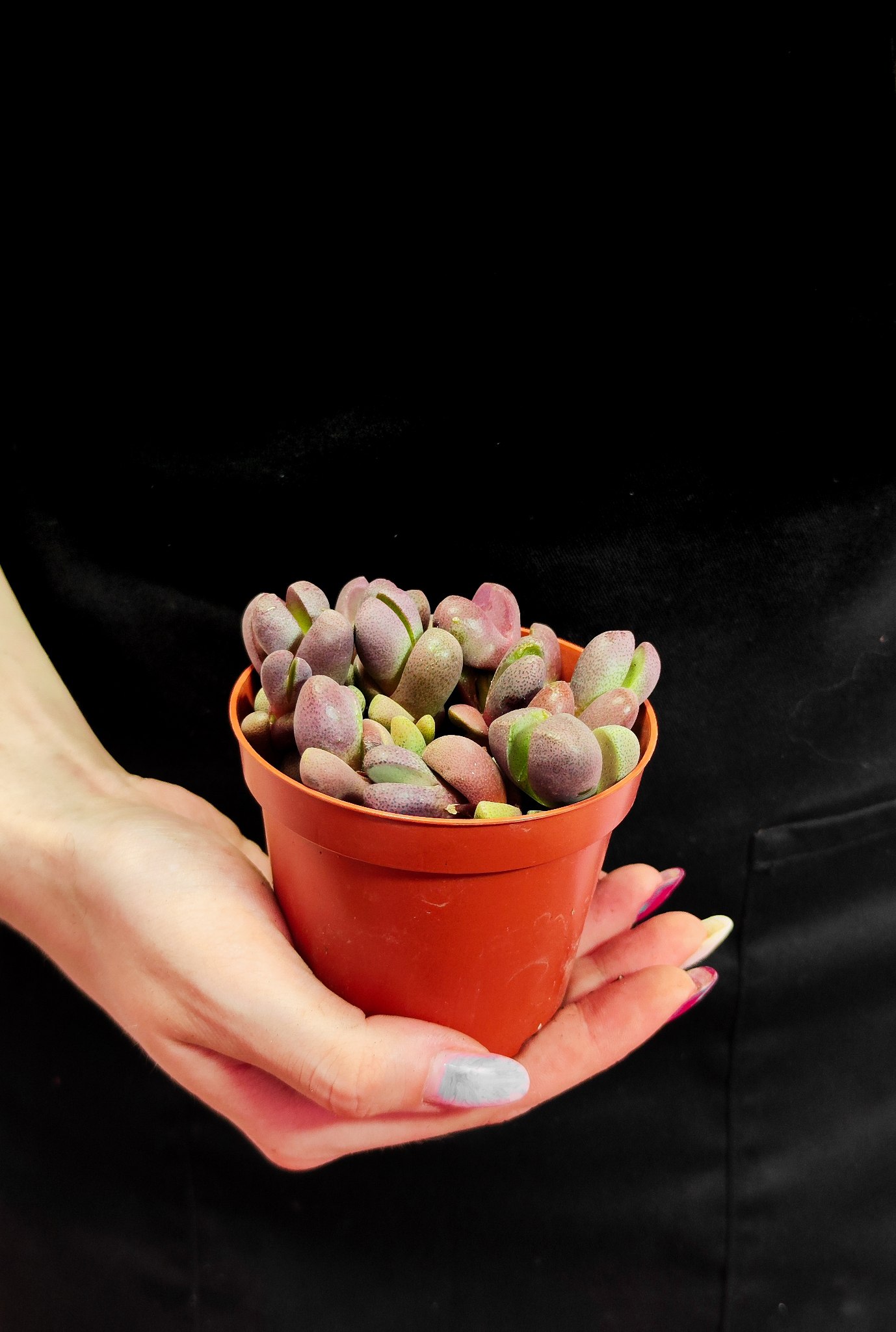 Плейоспилос Неля Рубра (Pleiospilos Nelii Rubra) D8см