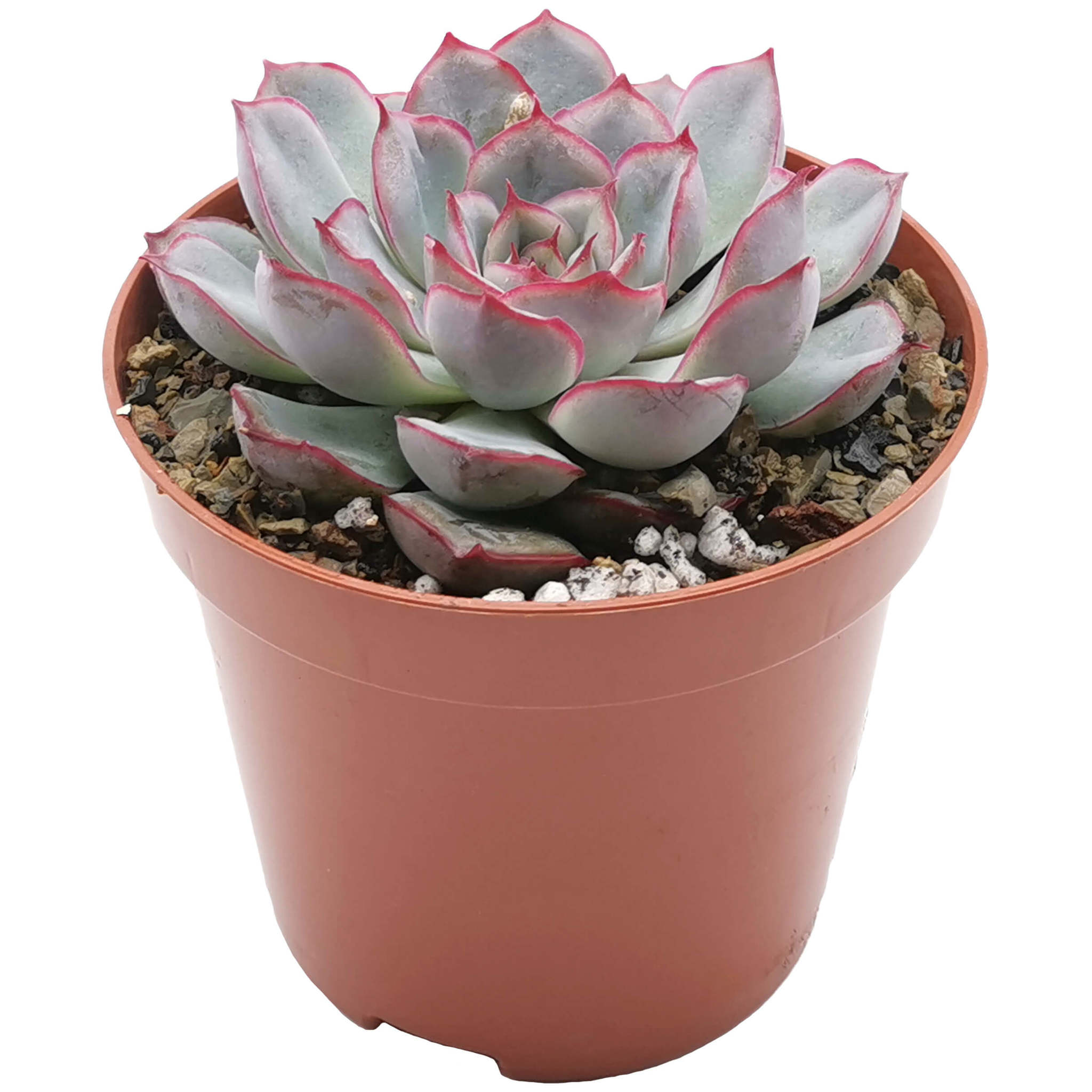 Эхеверия Мистери (Echeveria Mystery) D5см